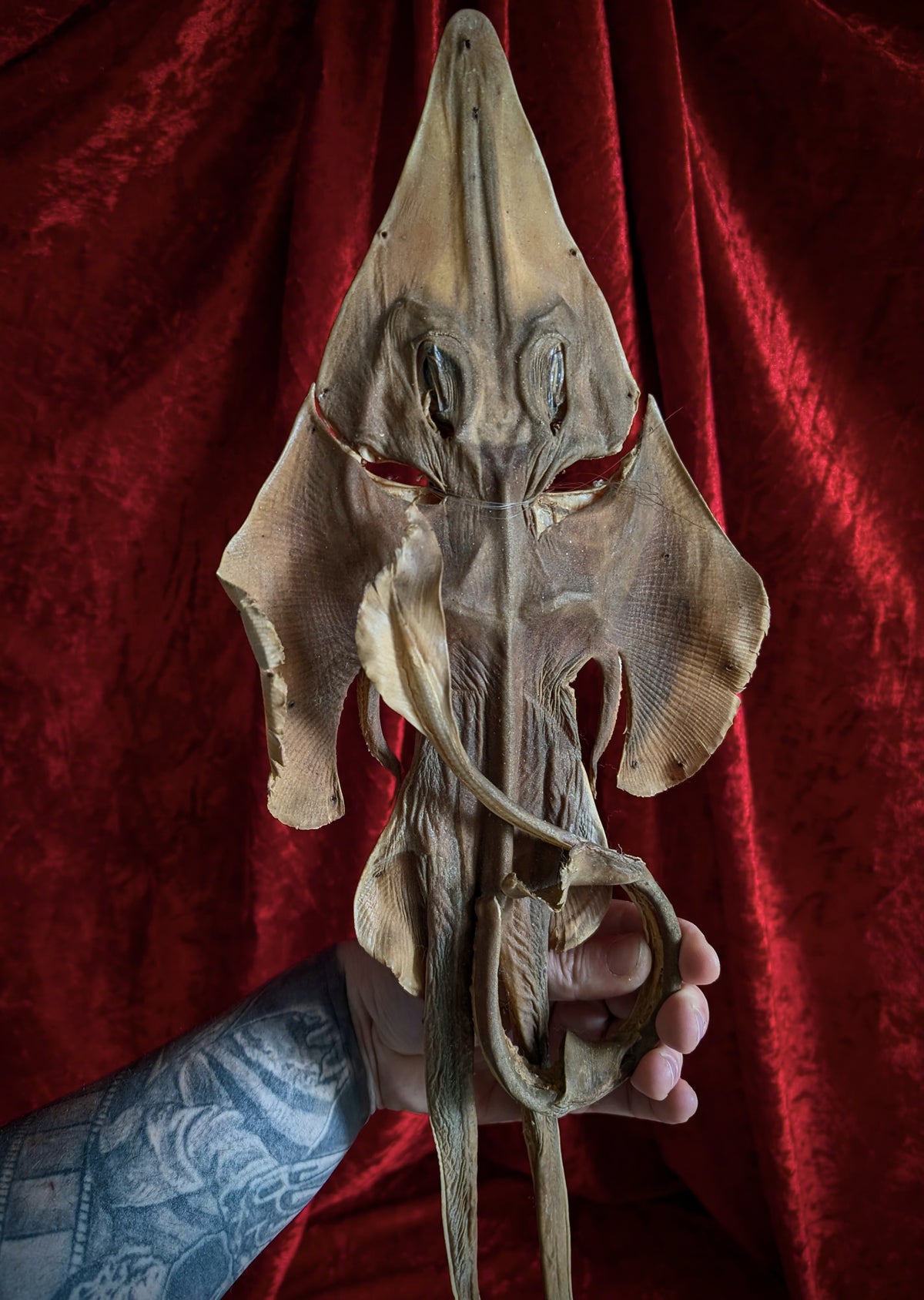 Antique Sea Devil / Jenny Haniver (mid 20th century)