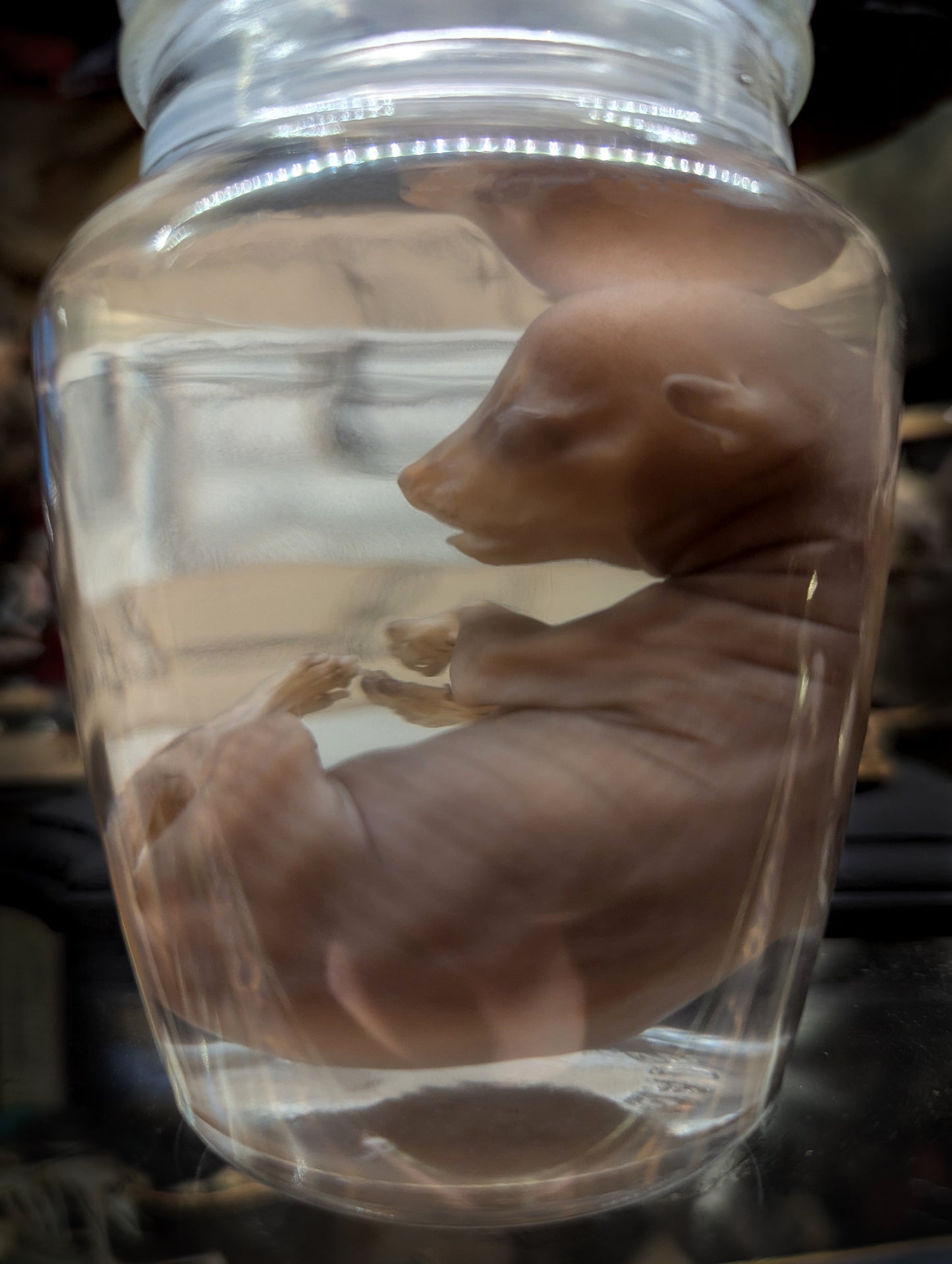 Puppy dog fetus in wetspecimen