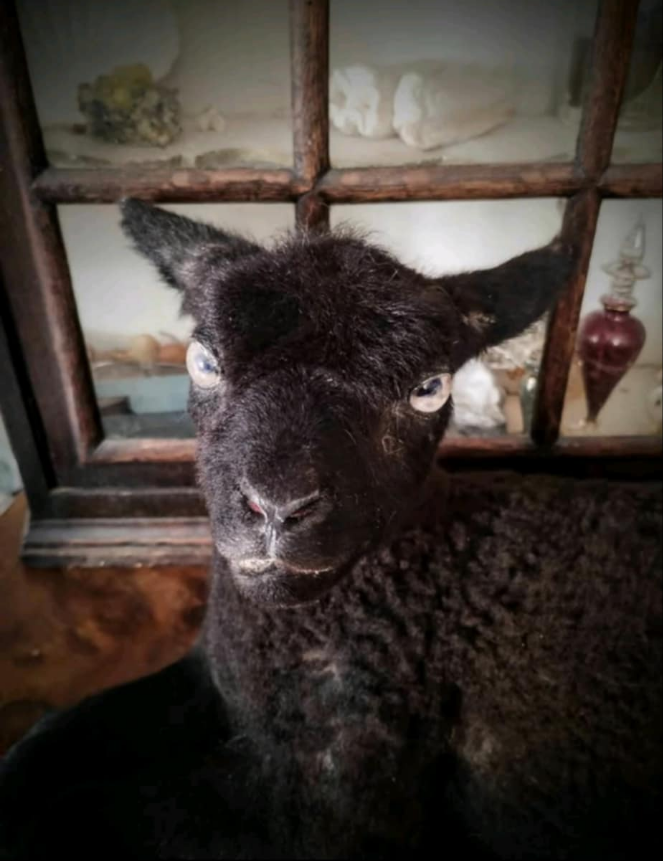 Black lamb taxidermy