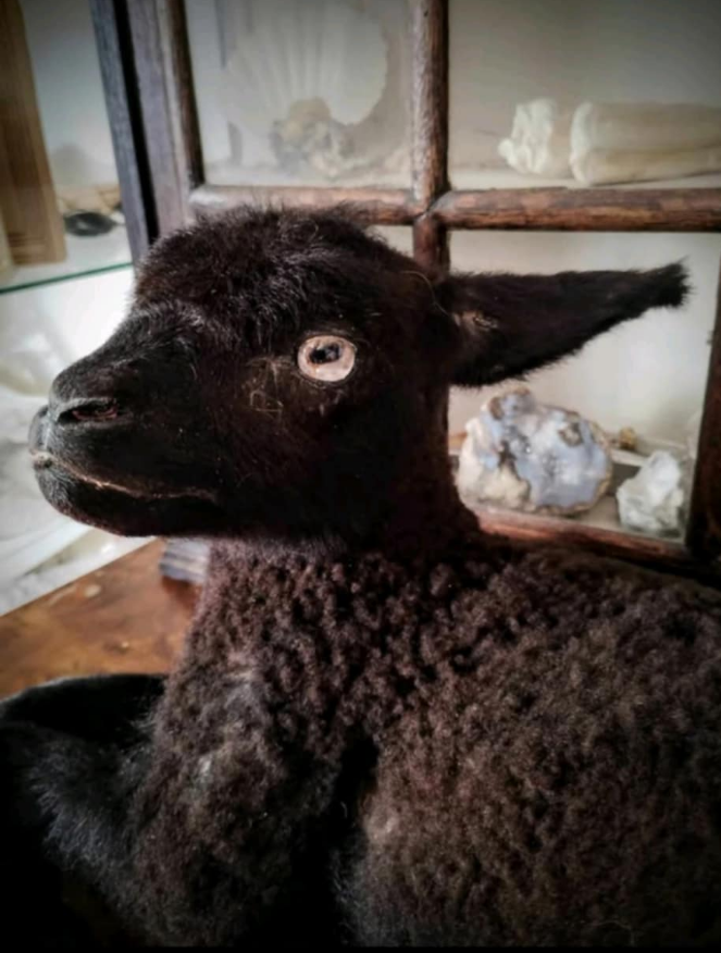 Black lamb taxidermy