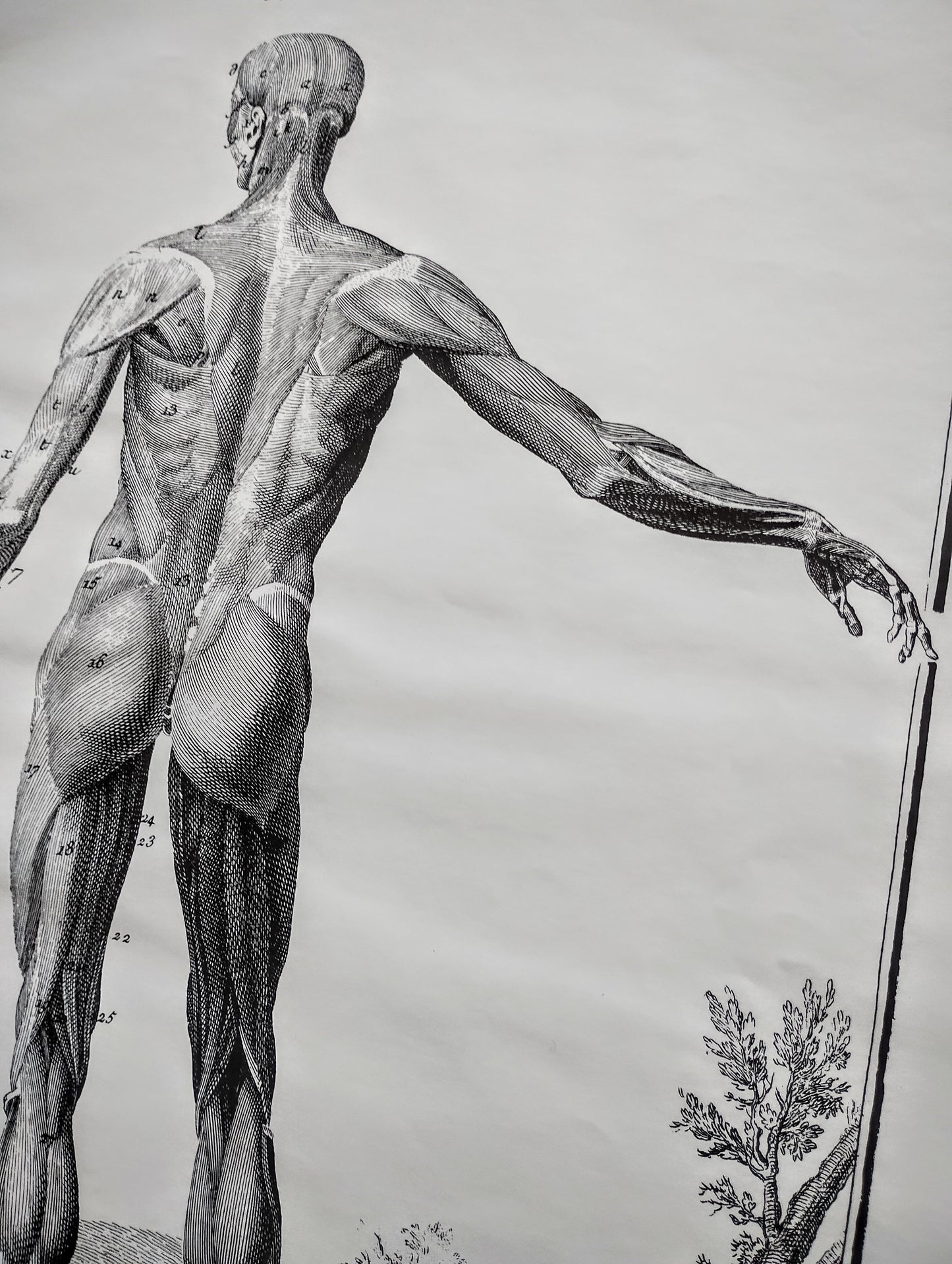 Old 19th anatomy lithograph set #2