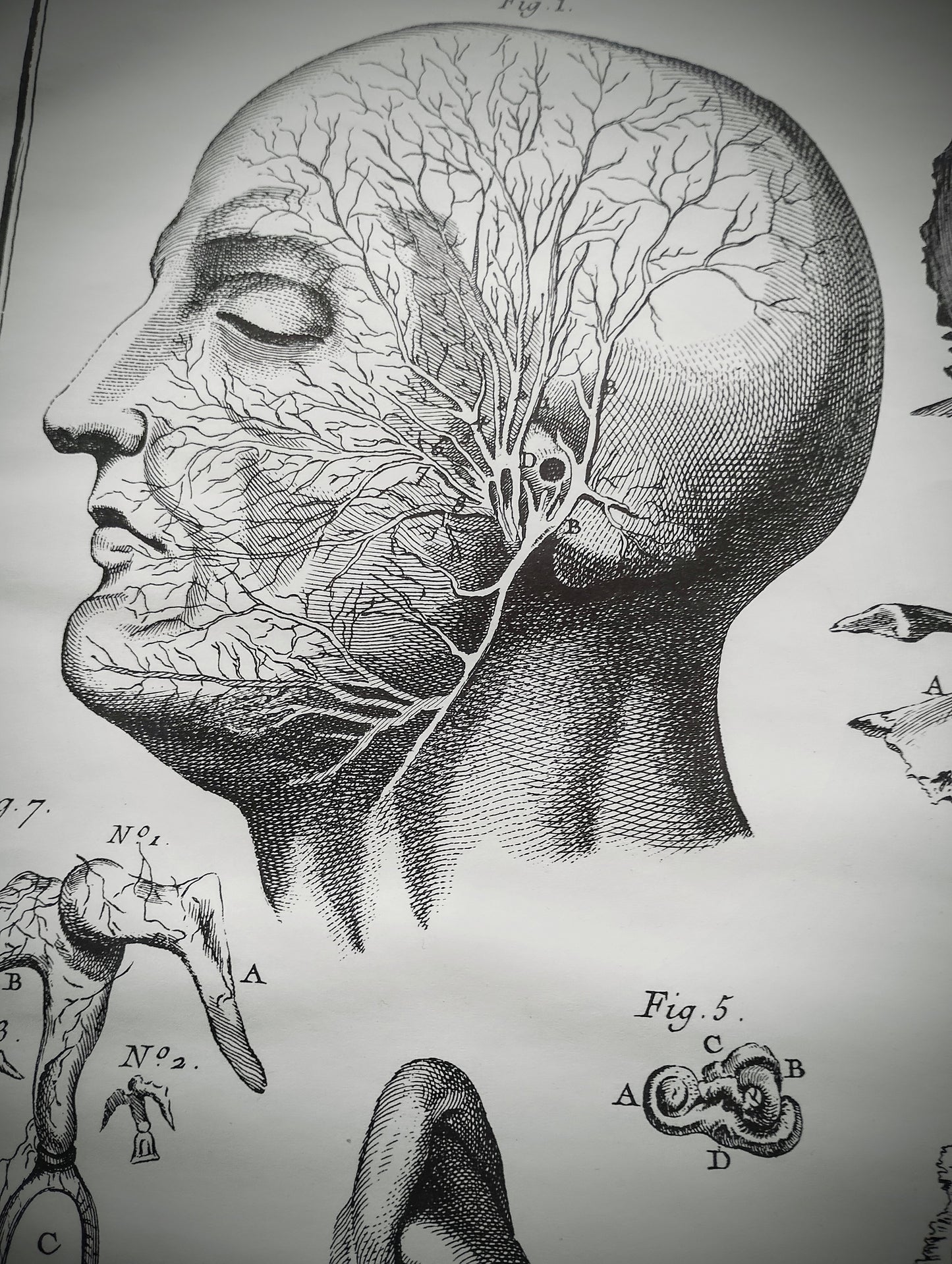 Old 19th anatomy lithograph set #2