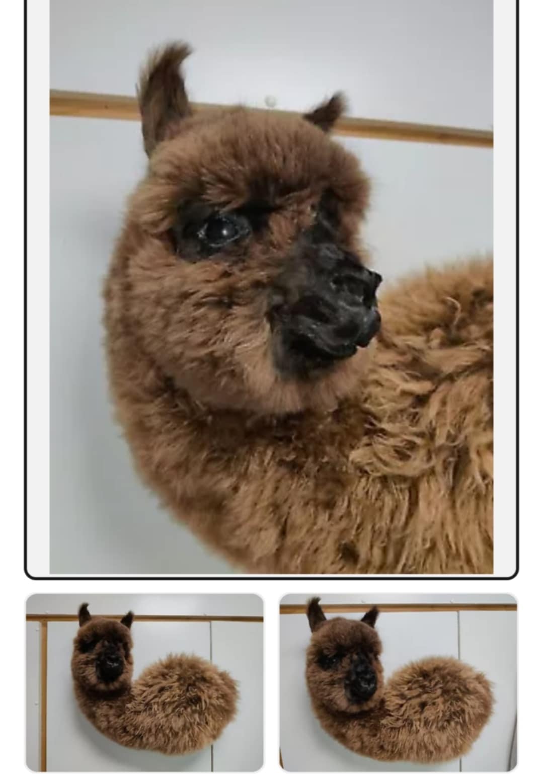 Alpaca Taxidermy