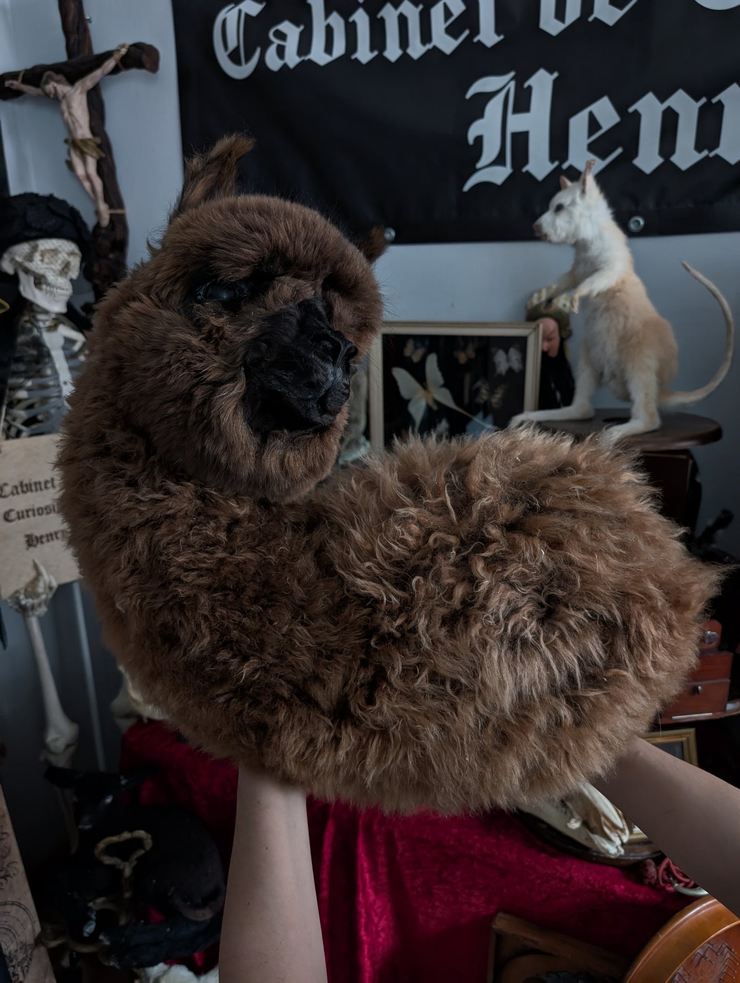 Alpaca Taxidermy