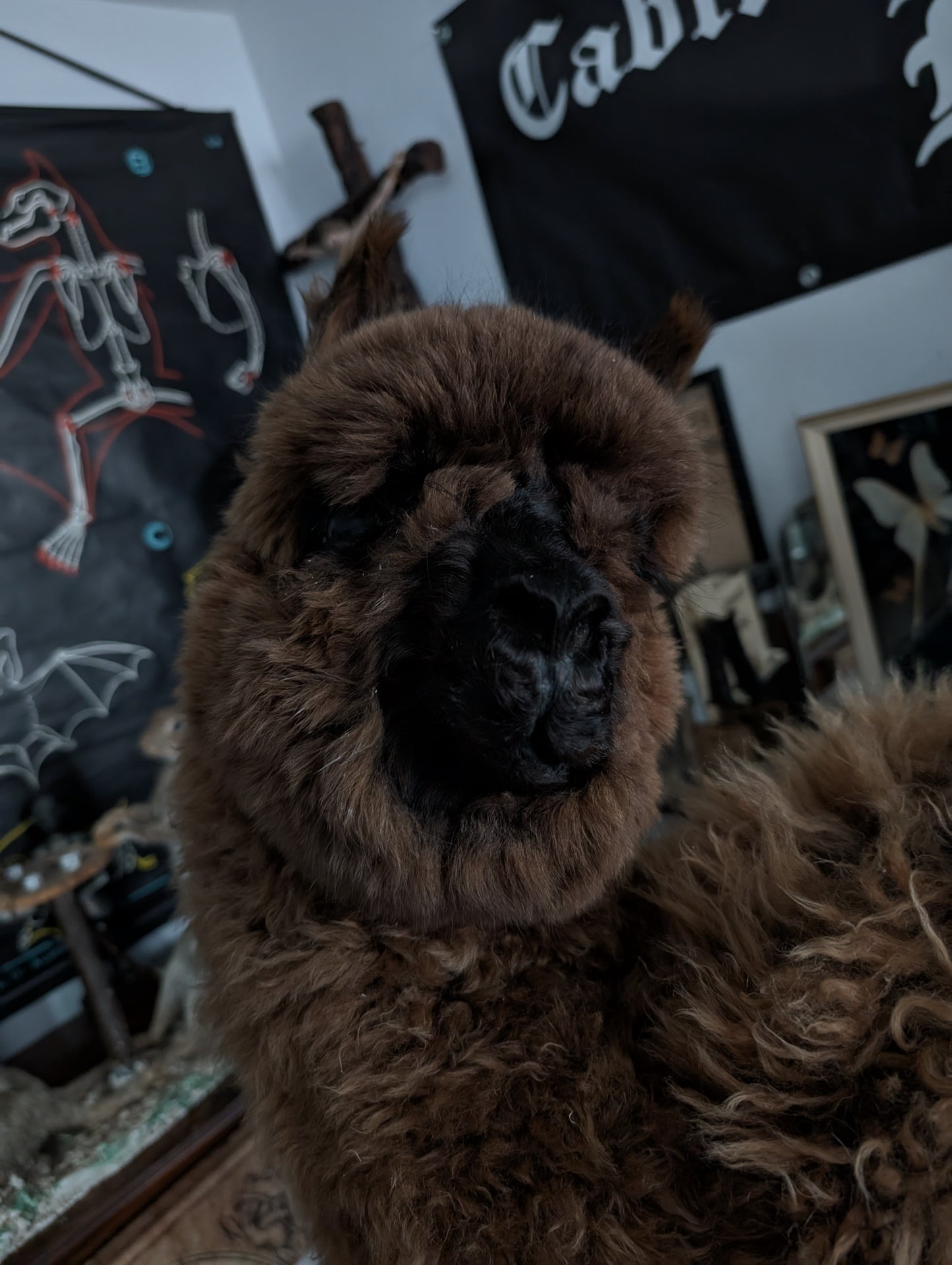 Alpaca Taxidermy