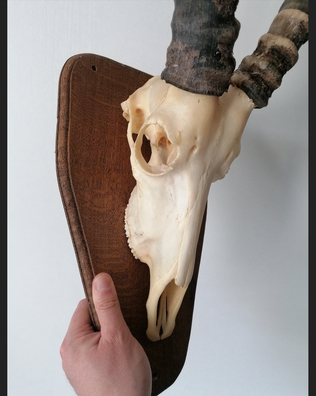 Gazelle skull trophy 1 osteology