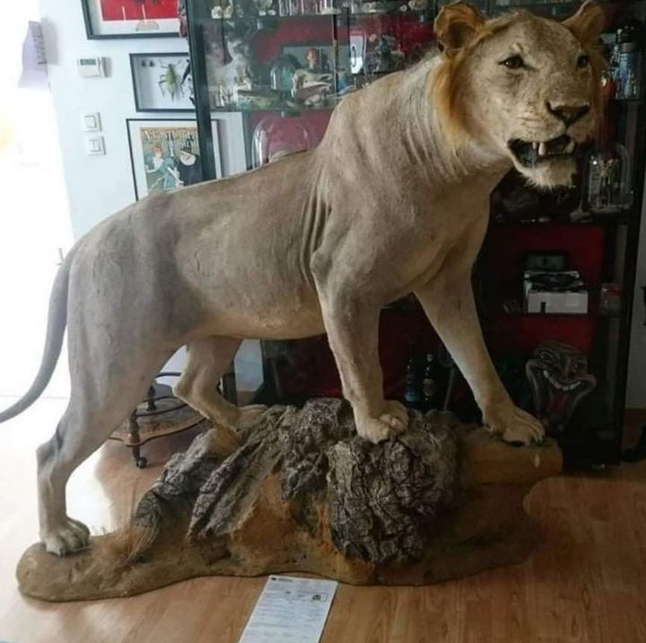 Lion Taxidermy with Cites papers