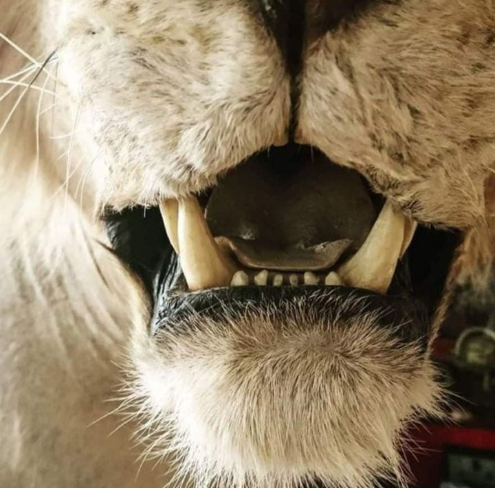 Lion Taxidermy with Cites papers