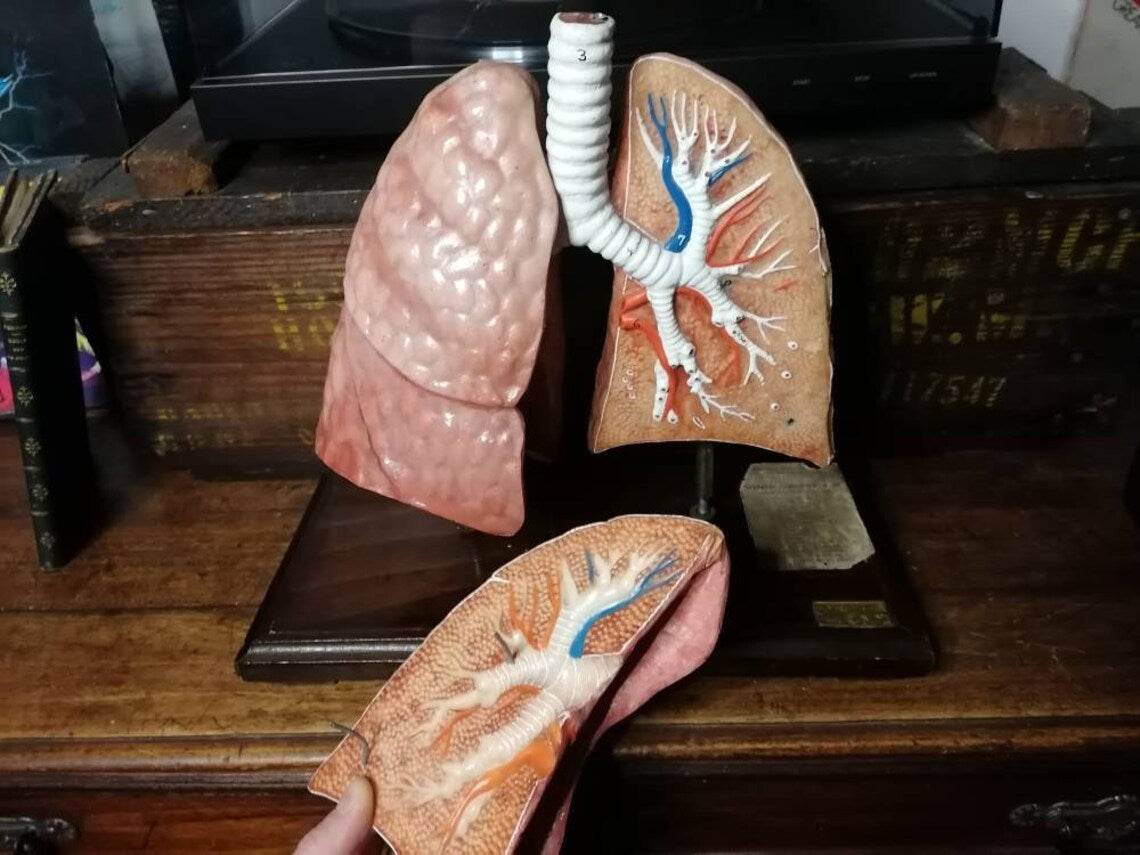 Old anatomical model of the human lung