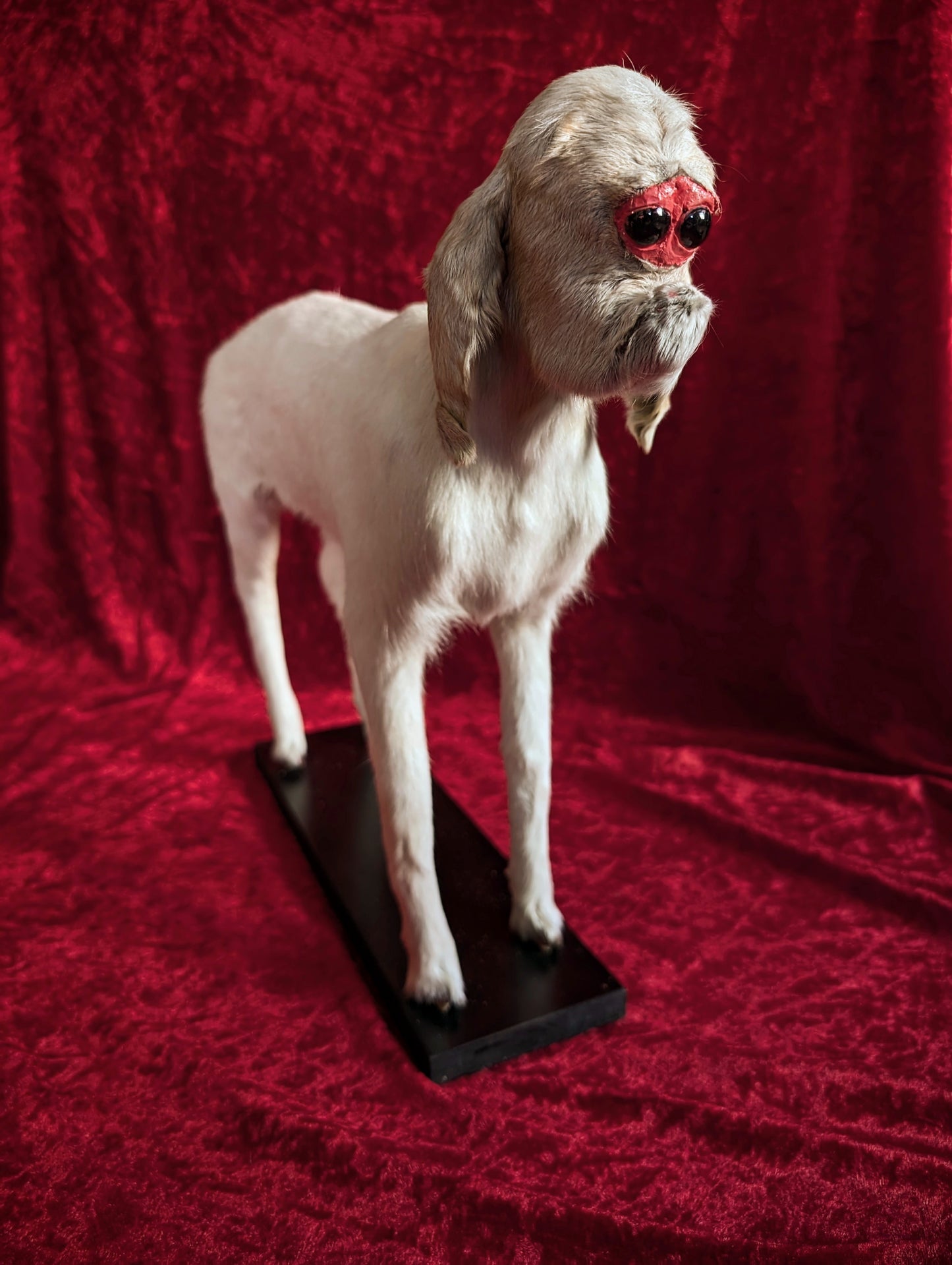 Rare Cyclop Goat taxidermy
