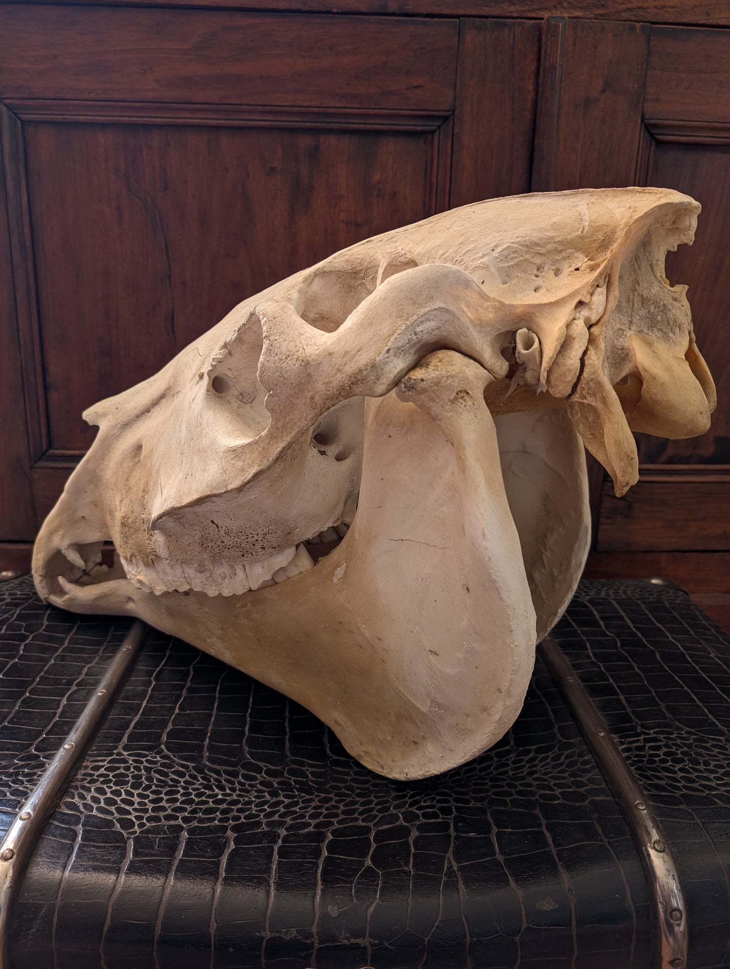 Old Horse Skull from 1950's