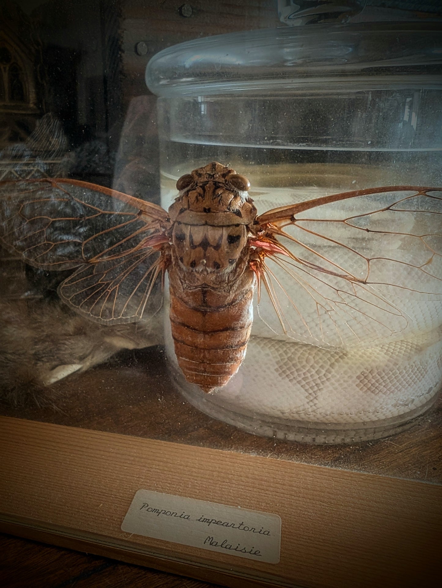 Old Cicada Pomponia Imperatoria from Malaysia in frame 24x18cm