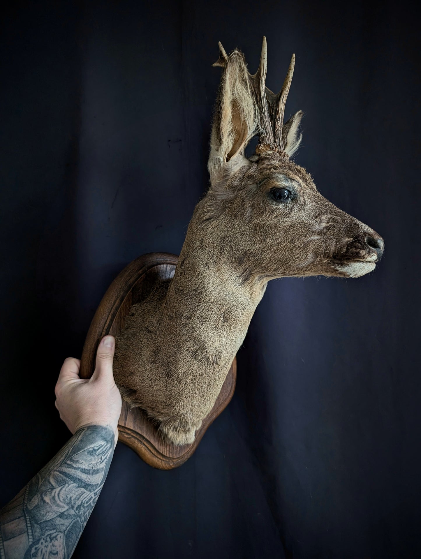 Vintage deer taxidermy