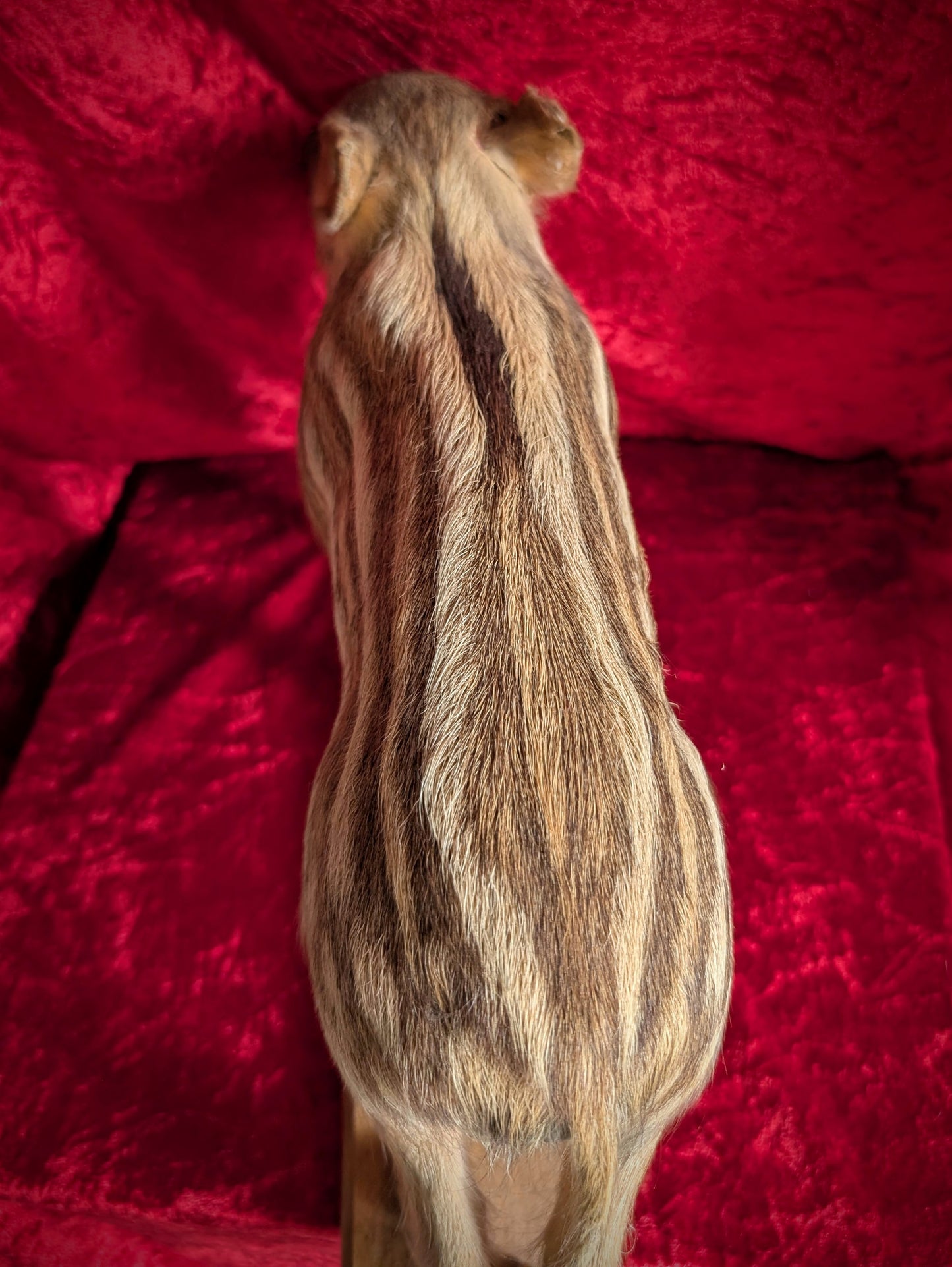 Antique Taxidermy Wild Boar Piglet