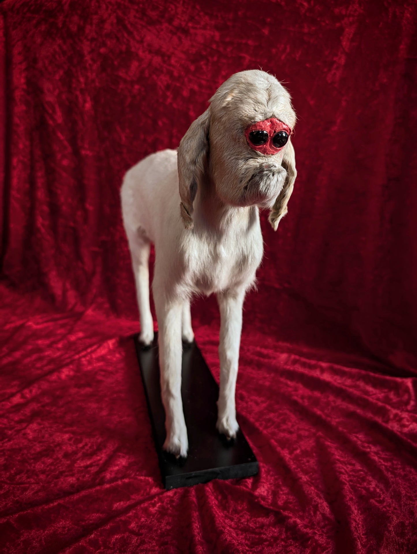Rare Cyclop Goat taxidermy