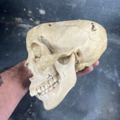 Beautiful medicalized Male Skull with complete teeth
