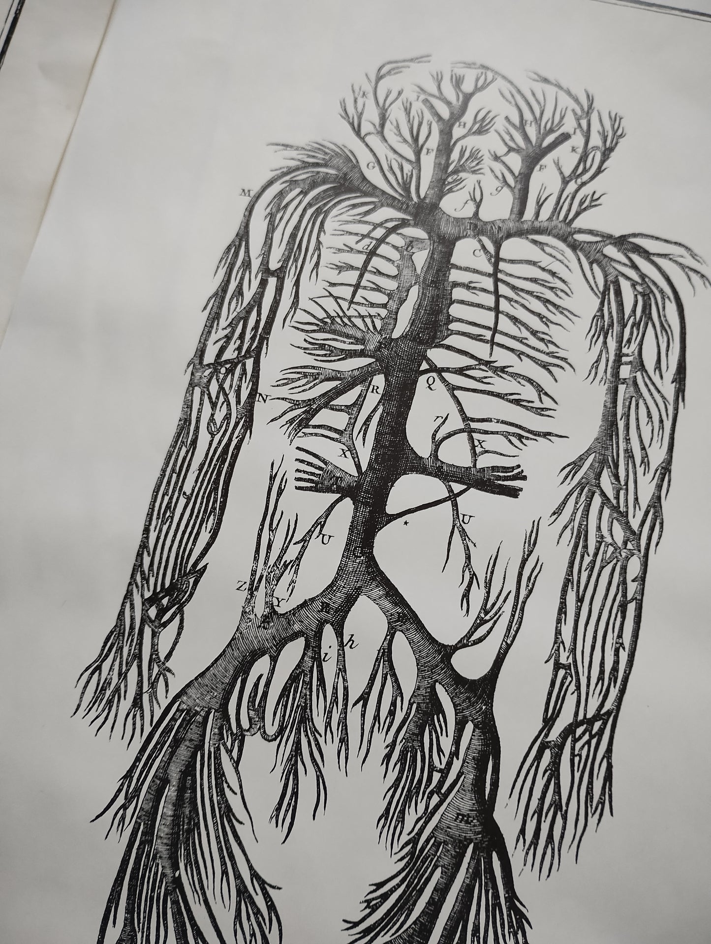 Old 19th anatomy lithograph set #6