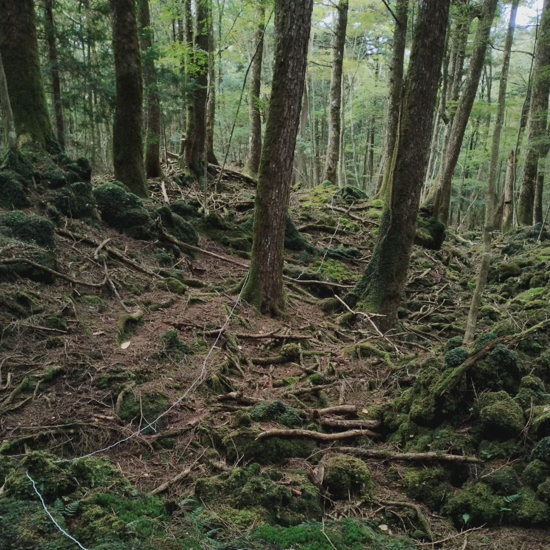Rope from the Suicide Forest Aokigahara (Japan)
