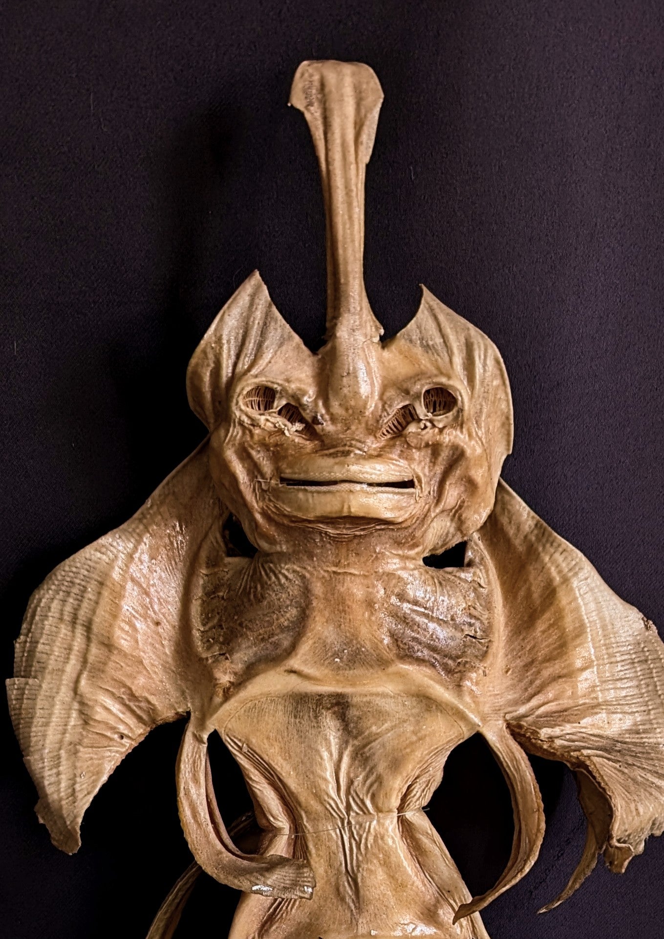 Old Devil Fish / Jenny Haniver 50cm