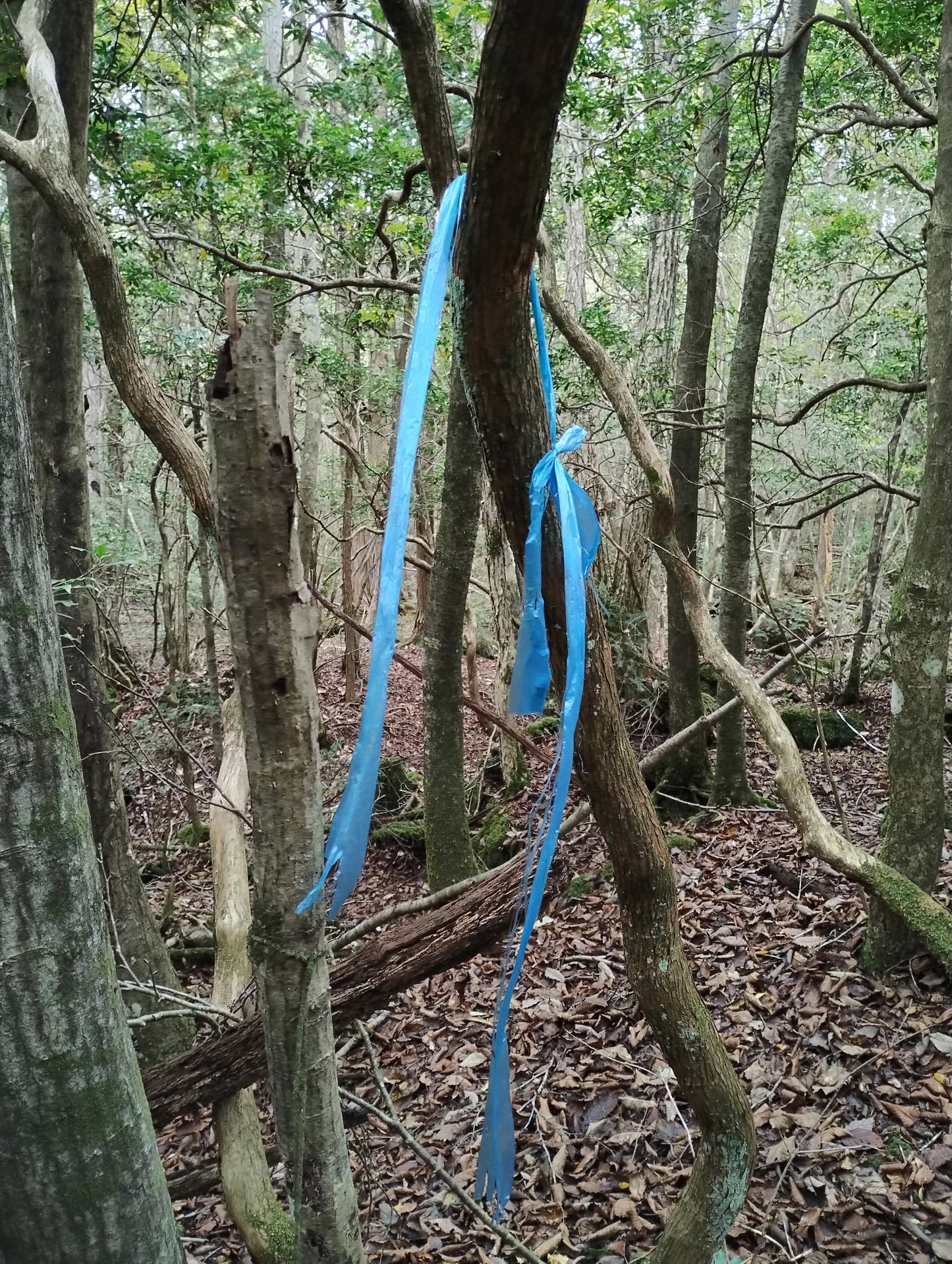 Blue string from the Suicide forest Aokigahara in Japan 120cm