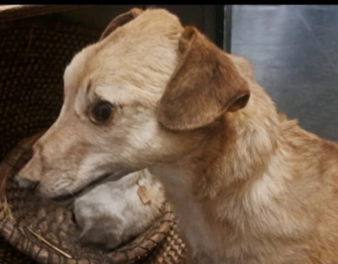 Dog taxidermy