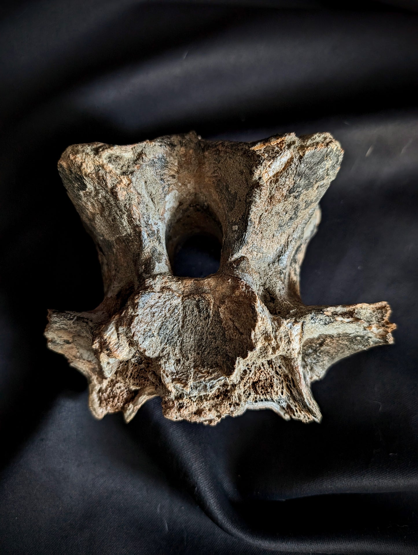 50 000-years old Bison Vertebrae fossil #2
