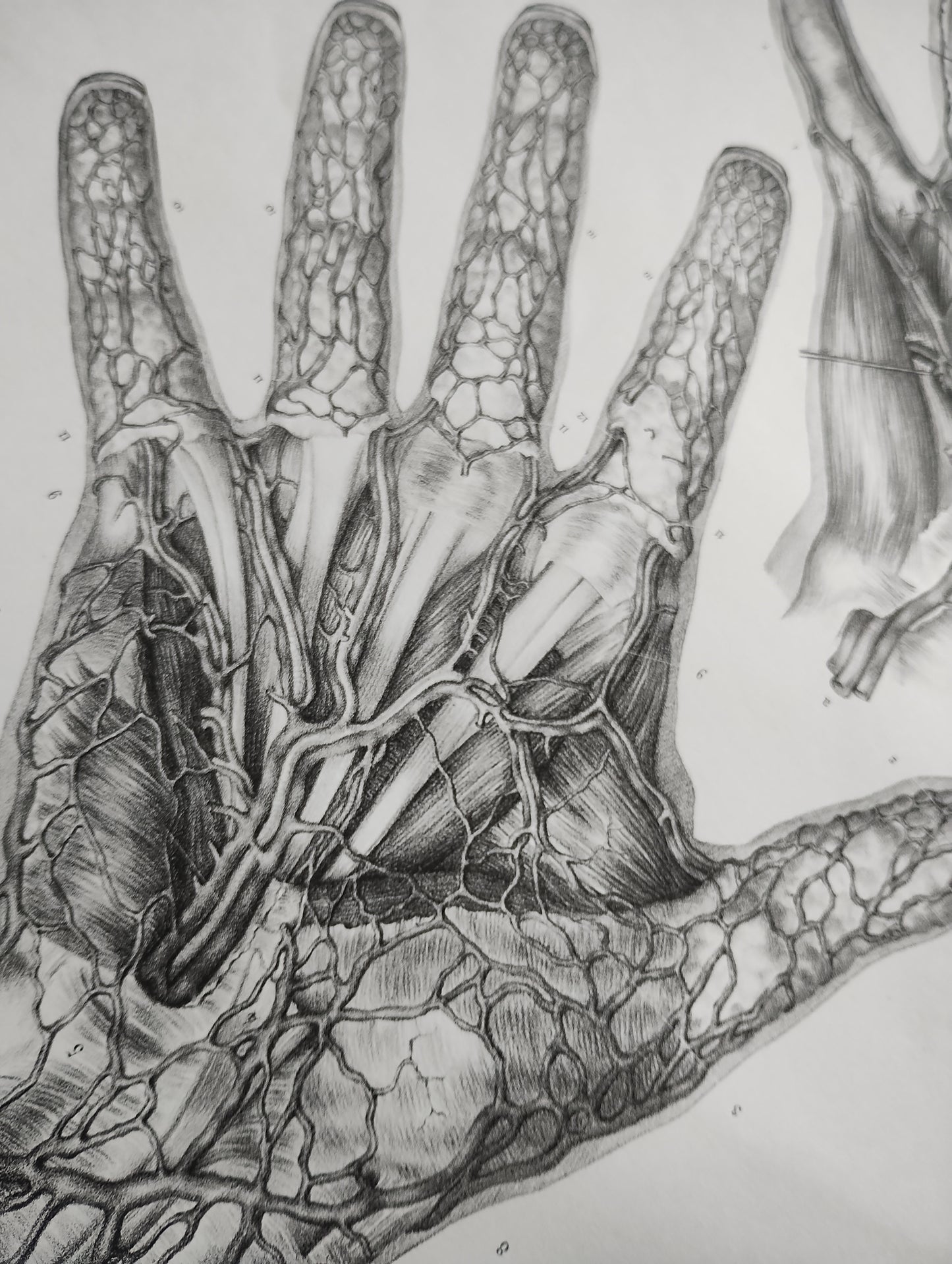 Old 19th anatomy lithograph set #7