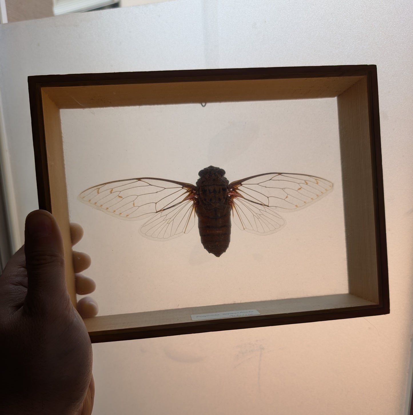 Old Cicada Pomponia Imperatoria from Malaysia in frame 24x18cm