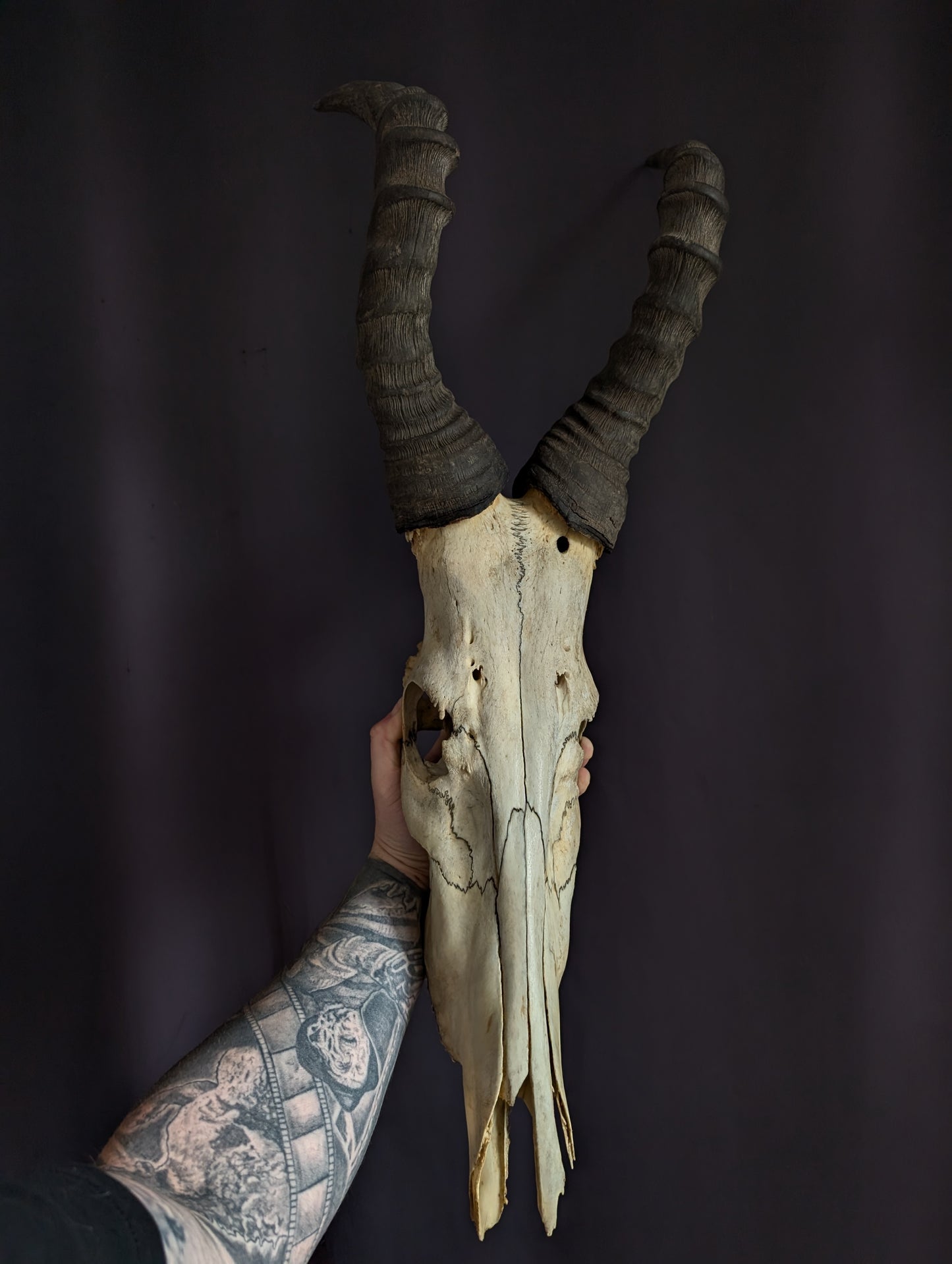 Hartebeest skull (Bubale 86cm)