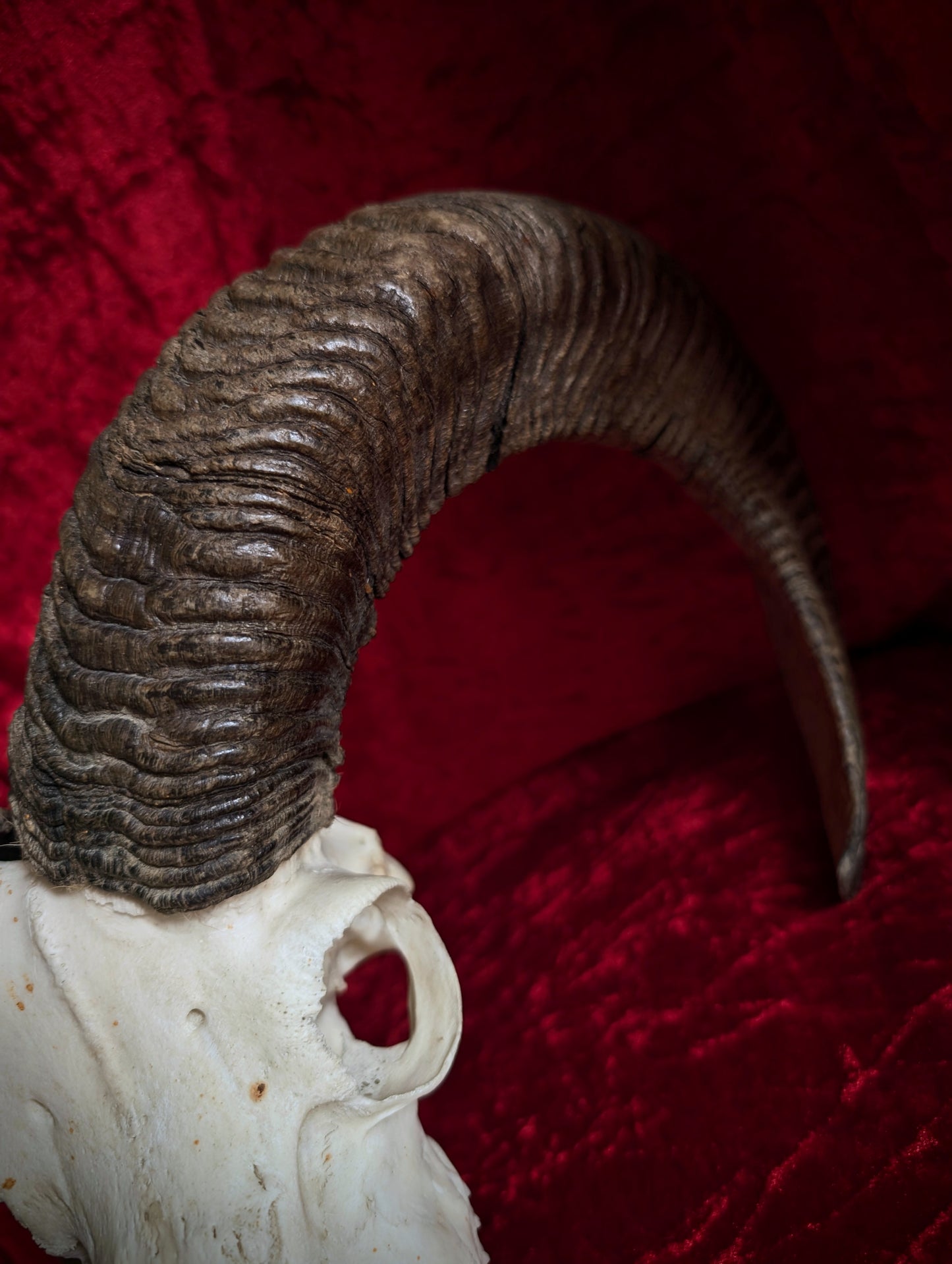 Mouflon Skull (40cm)