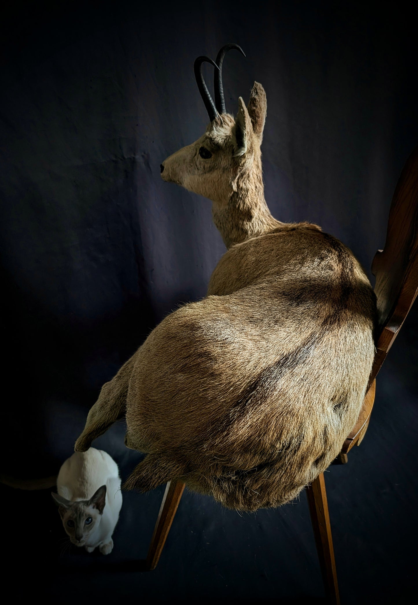 Isard Taxidermy full mount