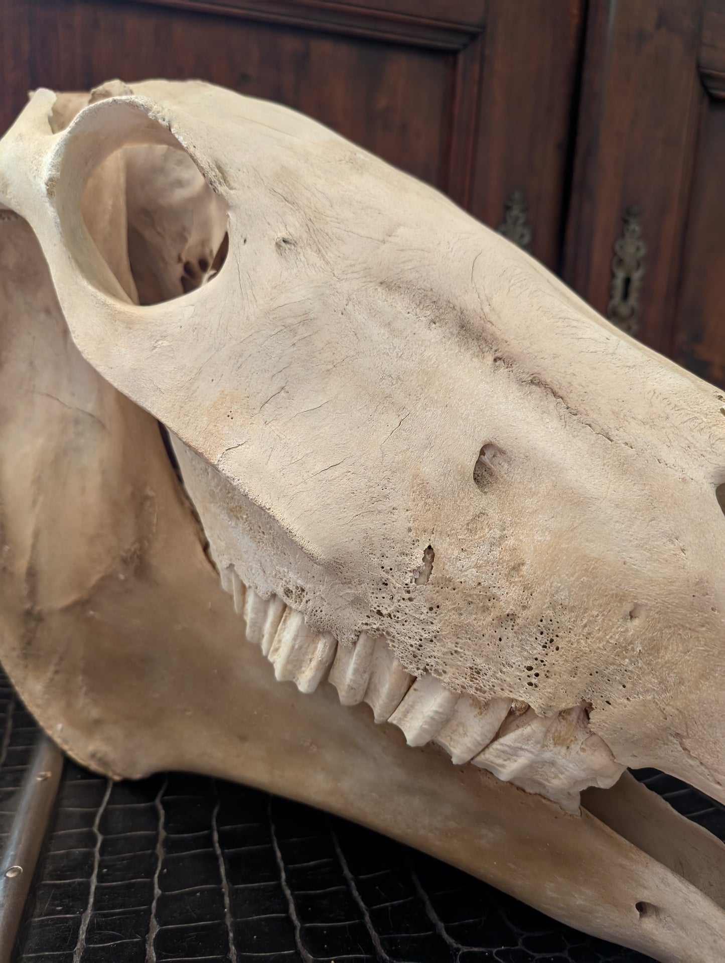 Old Horse Skull from 1950's