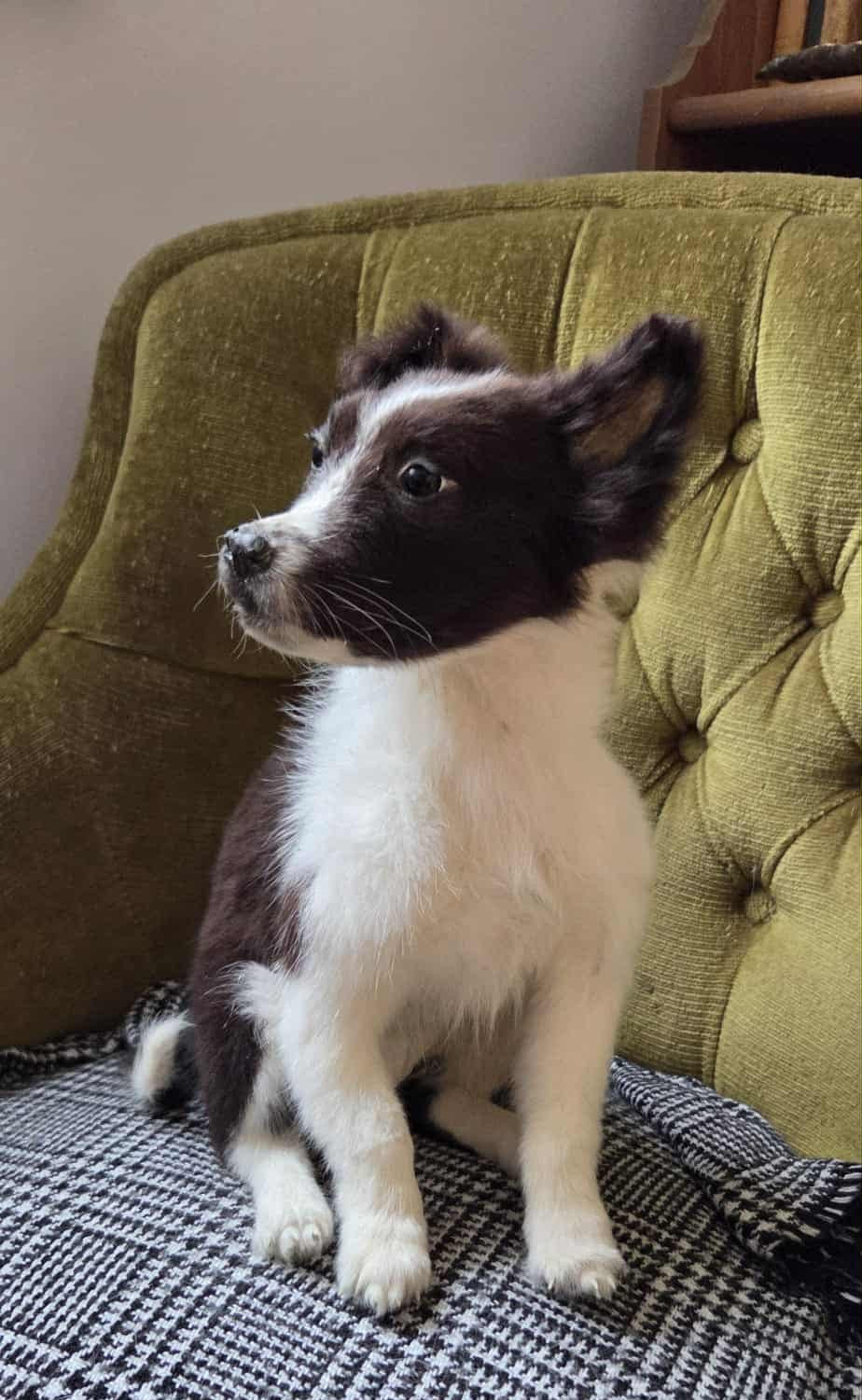 Young Border Collie dog taxidermy (rare)