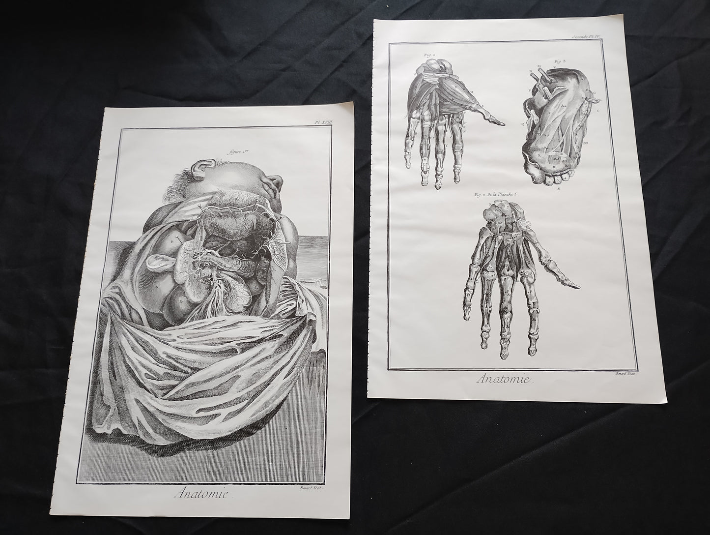 Old 19th anatomy lithograph set #1