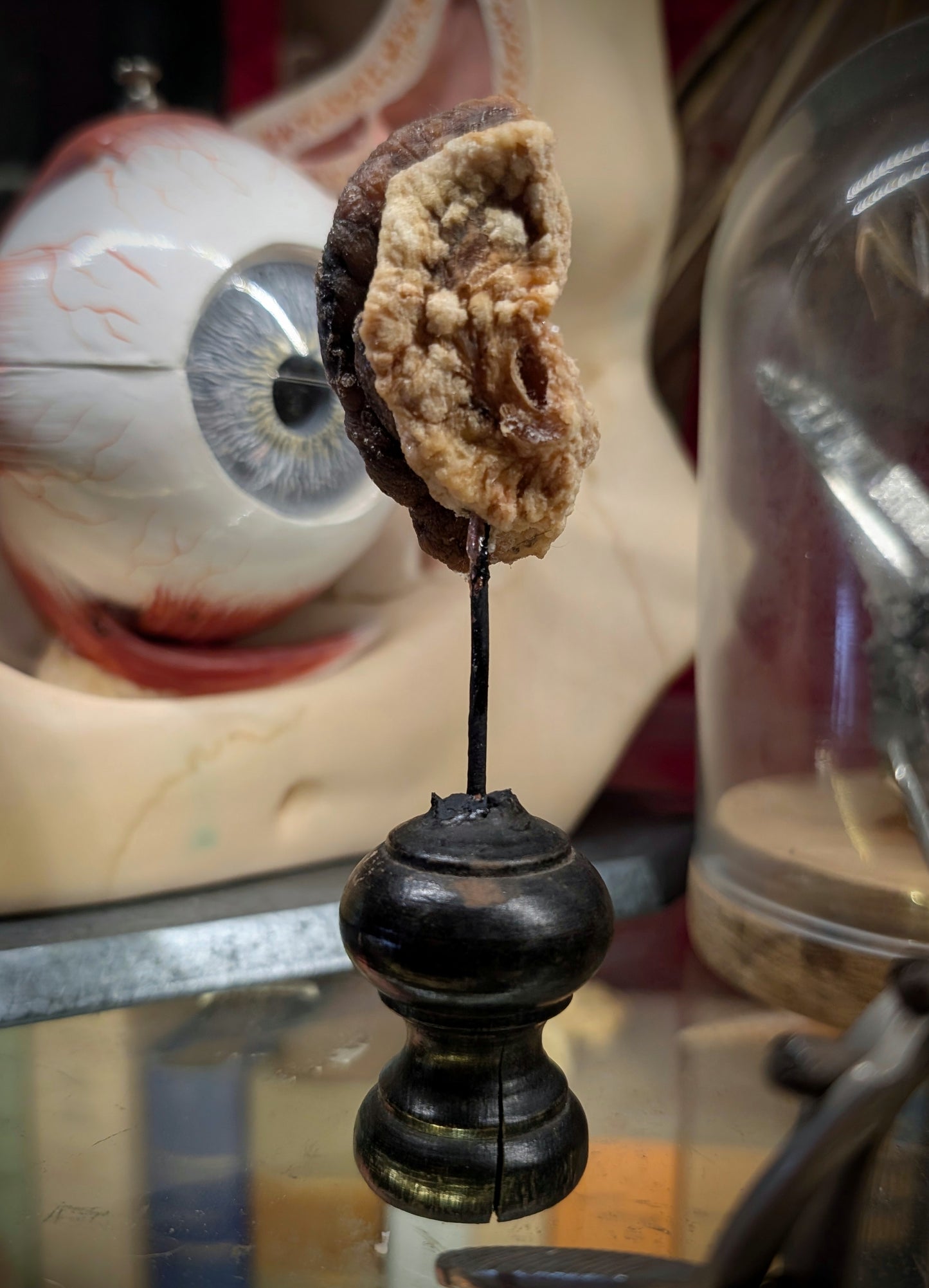 Mummified old ear (left), medical collection / very rare !