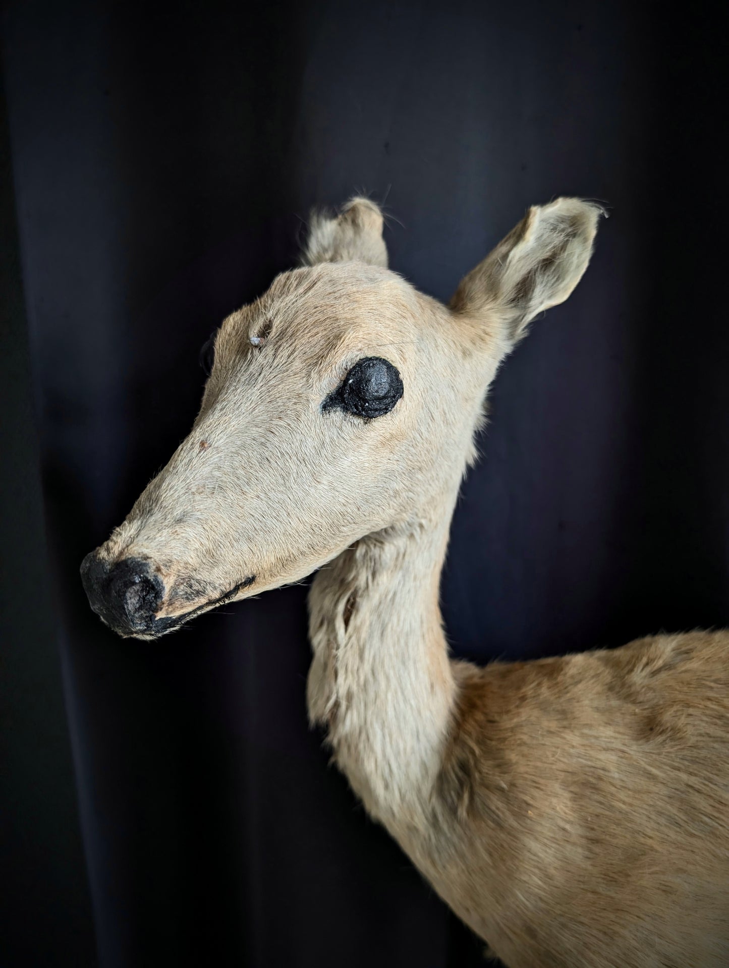Vintage taxidermy of Deer from the 1950's