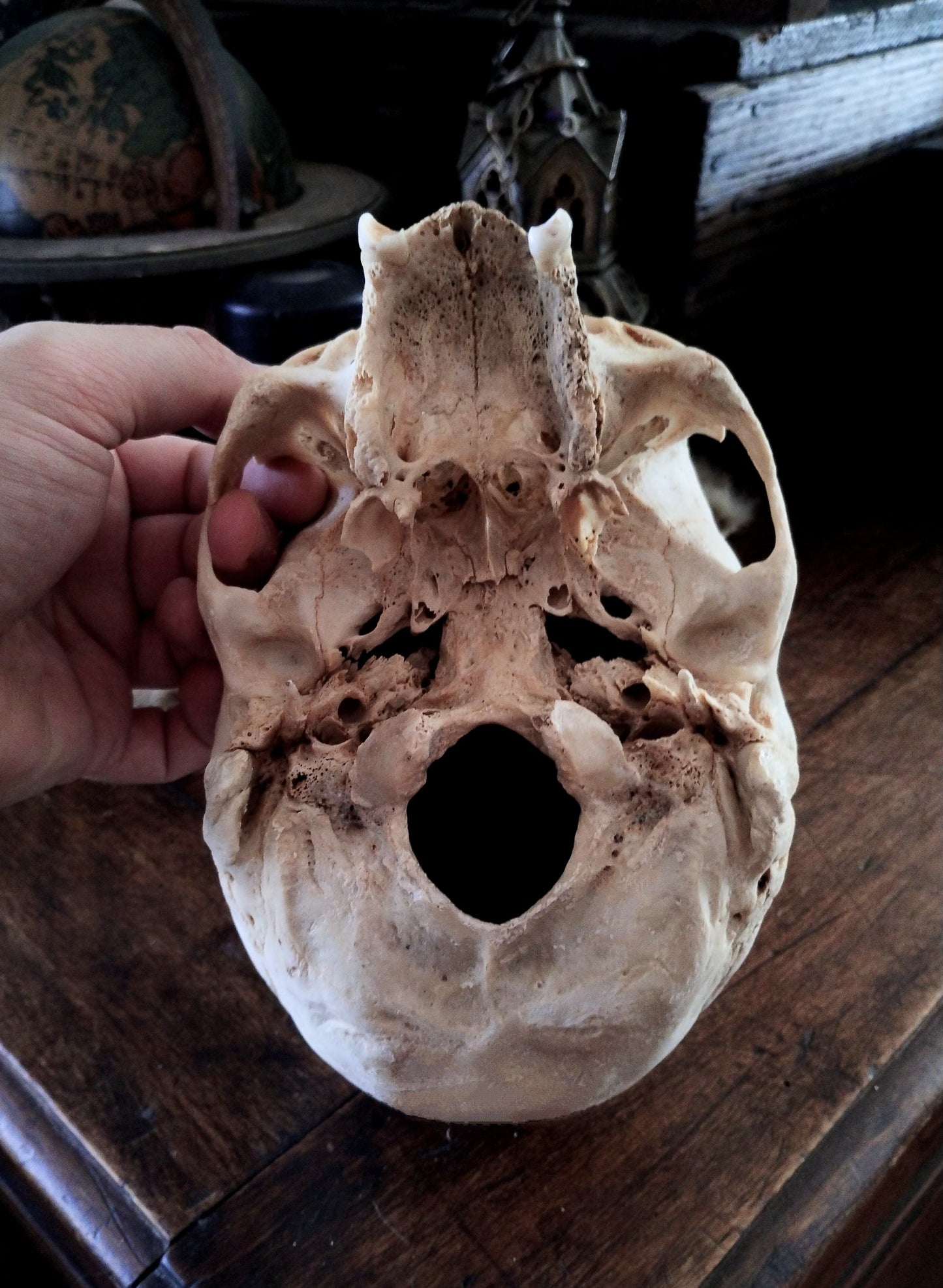 Vampire Skull from Austria