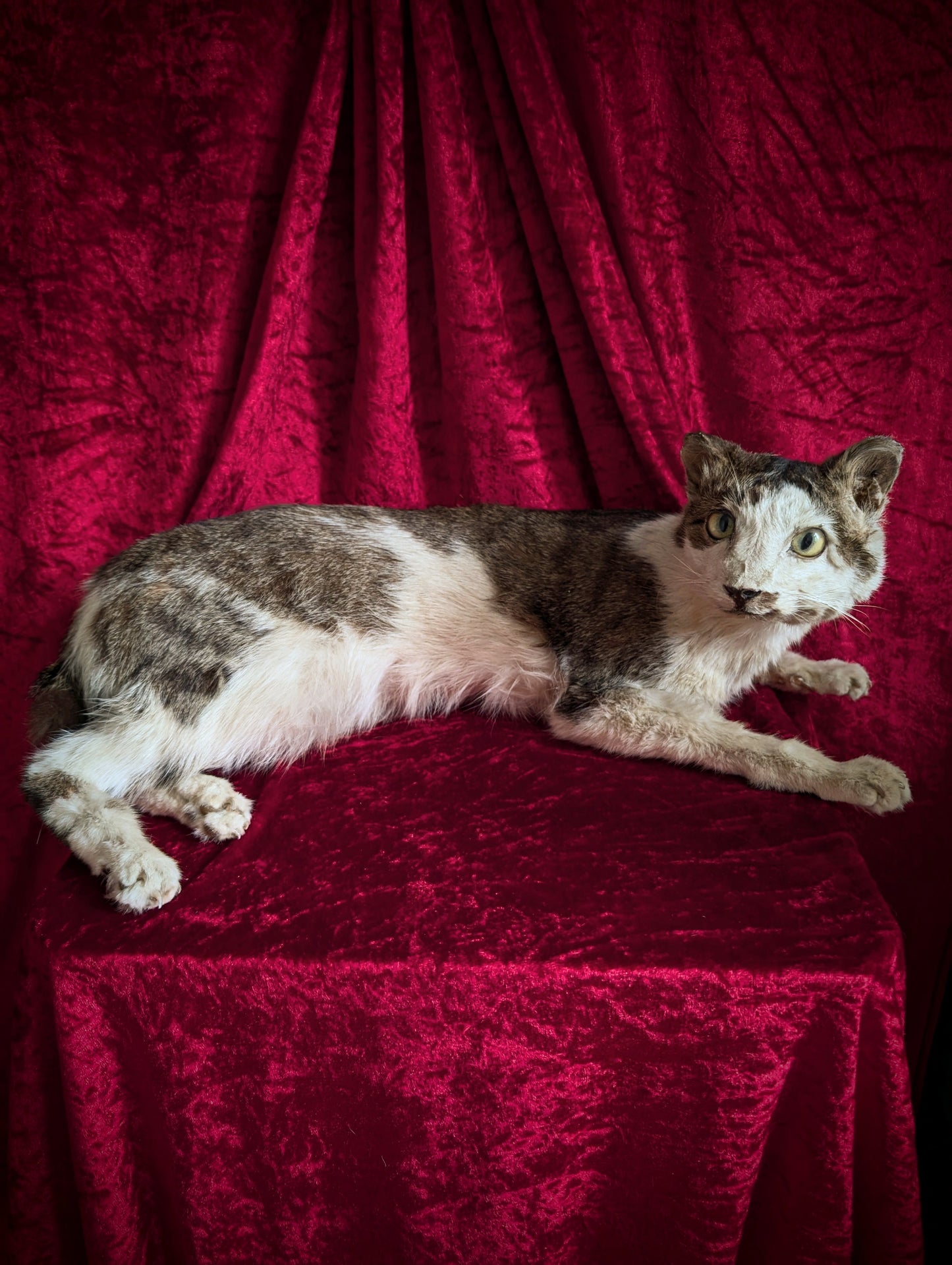 Down syndrome Cat taxidermy