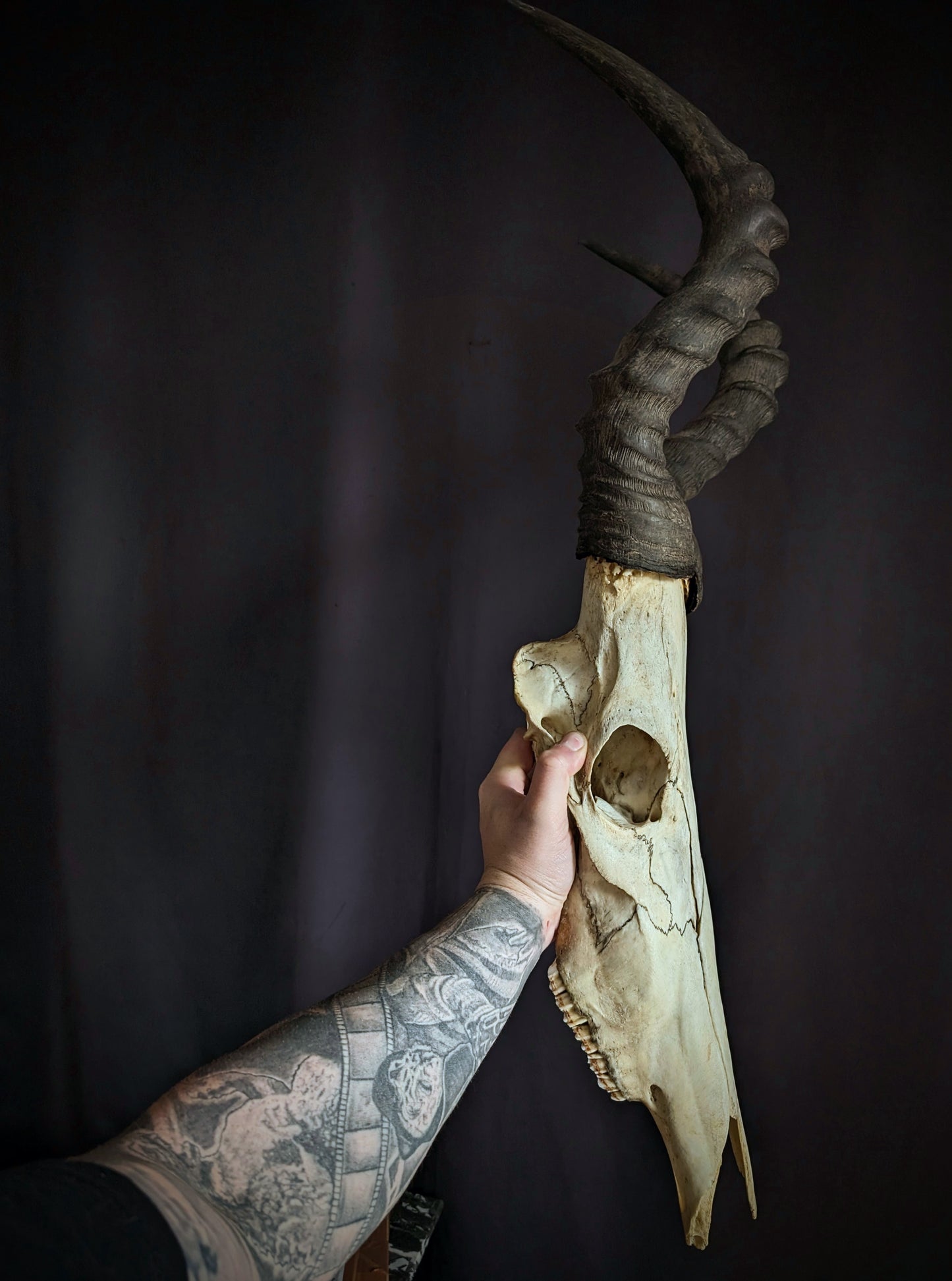 Hartebeest skull (Bubale 86cm)