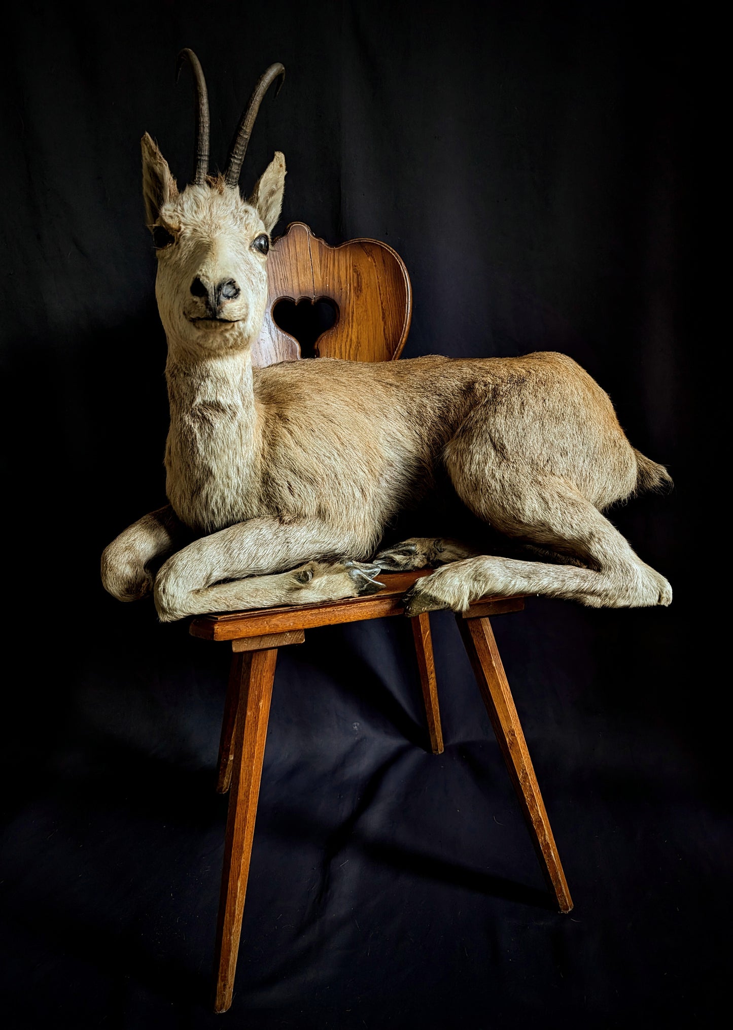 Isard Taxidermy full mount