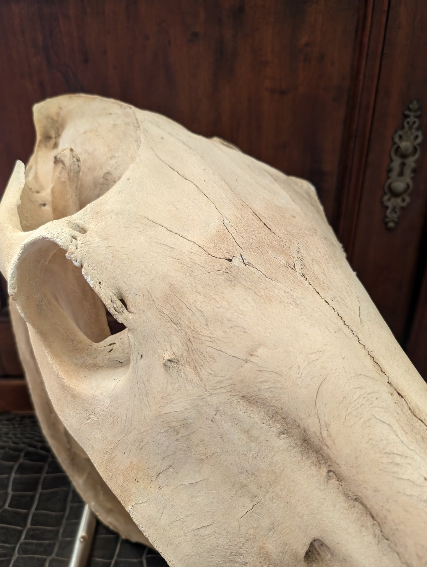 Old Horse Skull from 1950's