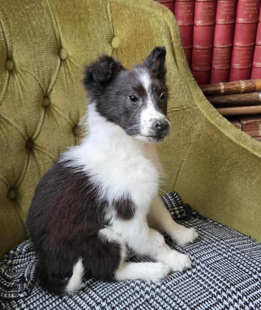 Young Border Collie dog taxidermy (rare)