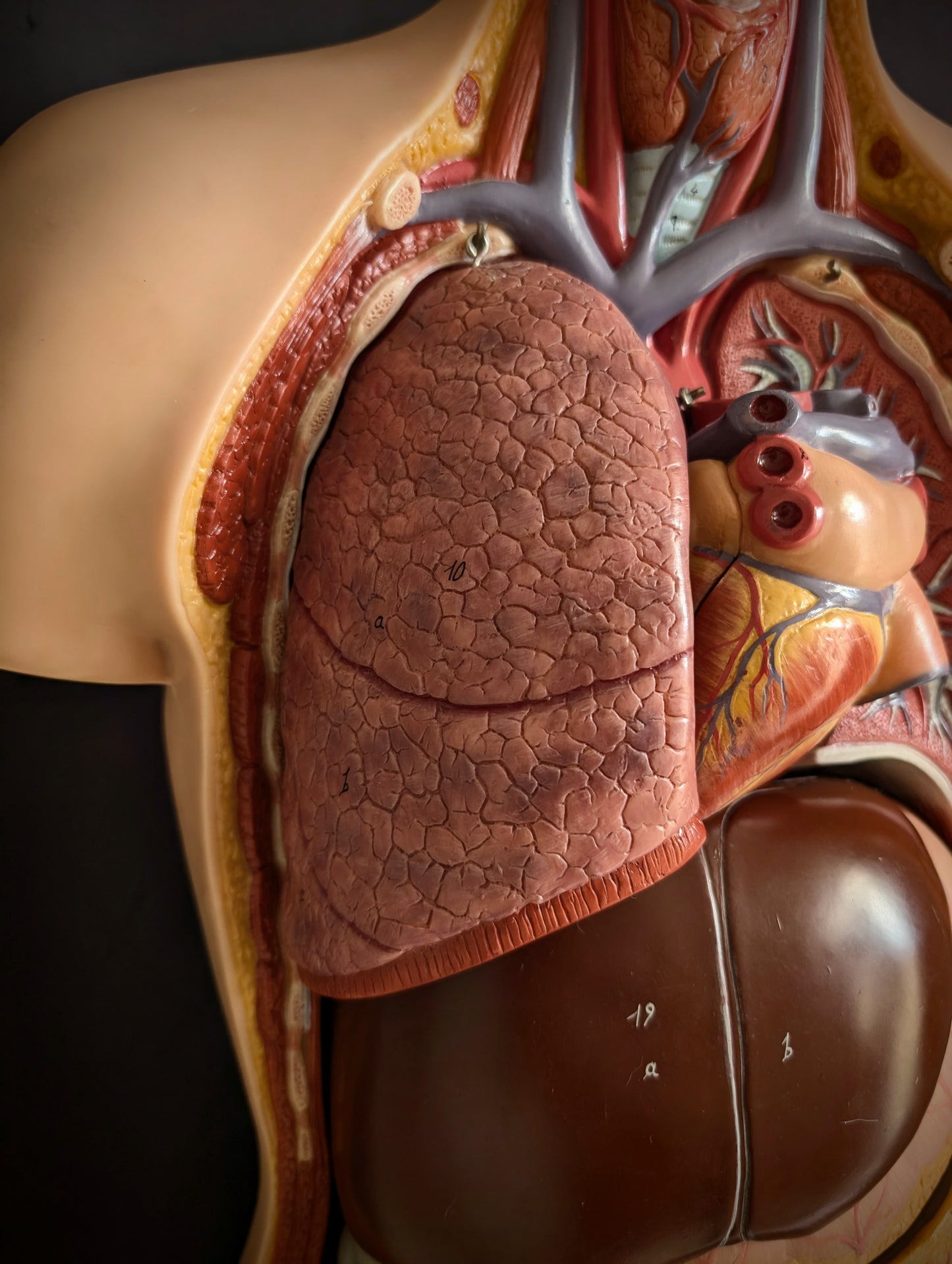 Vintage anatomical model from Germany