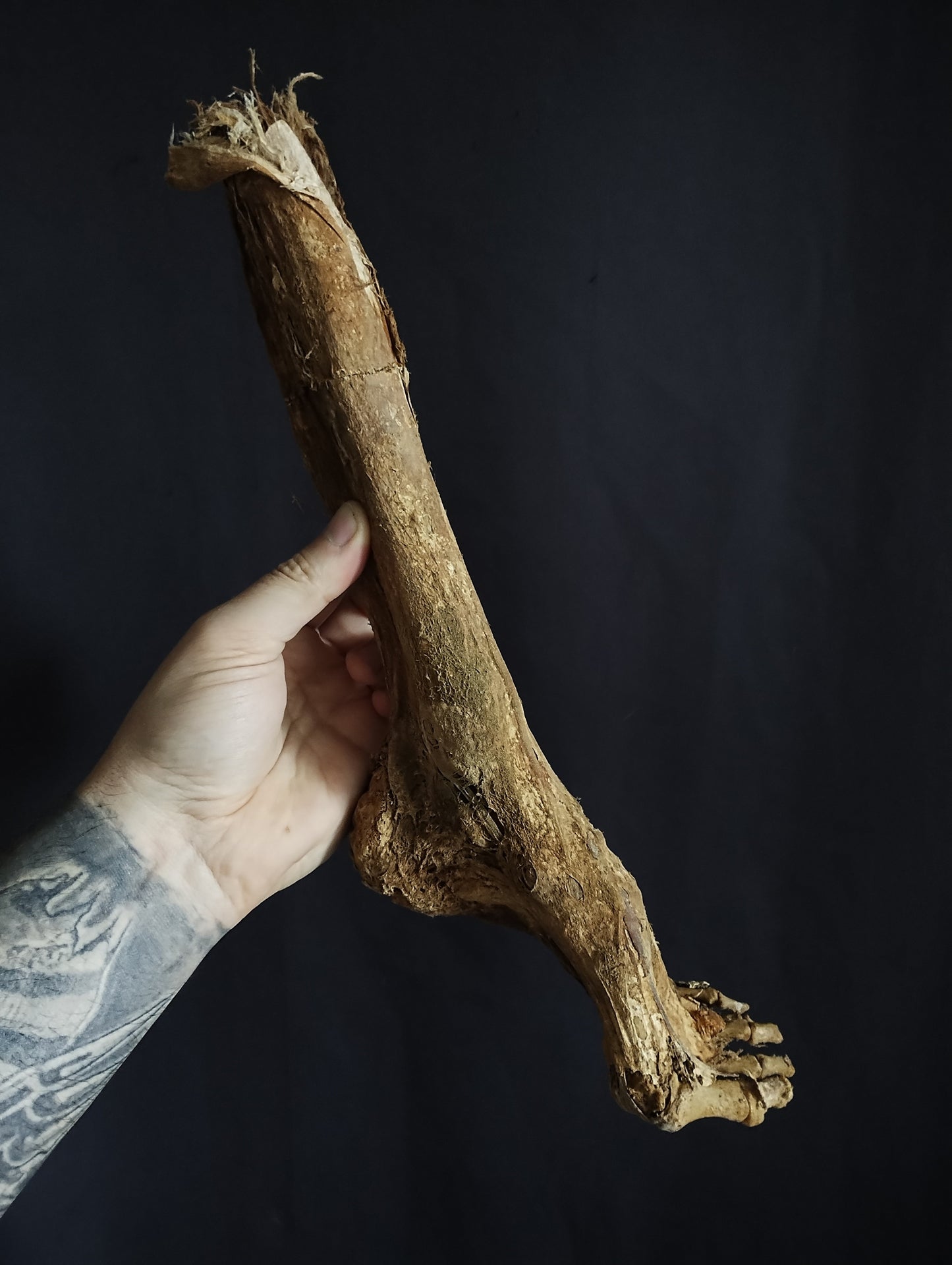 Rare ancient dissected leg mummified from 19th (Spain)