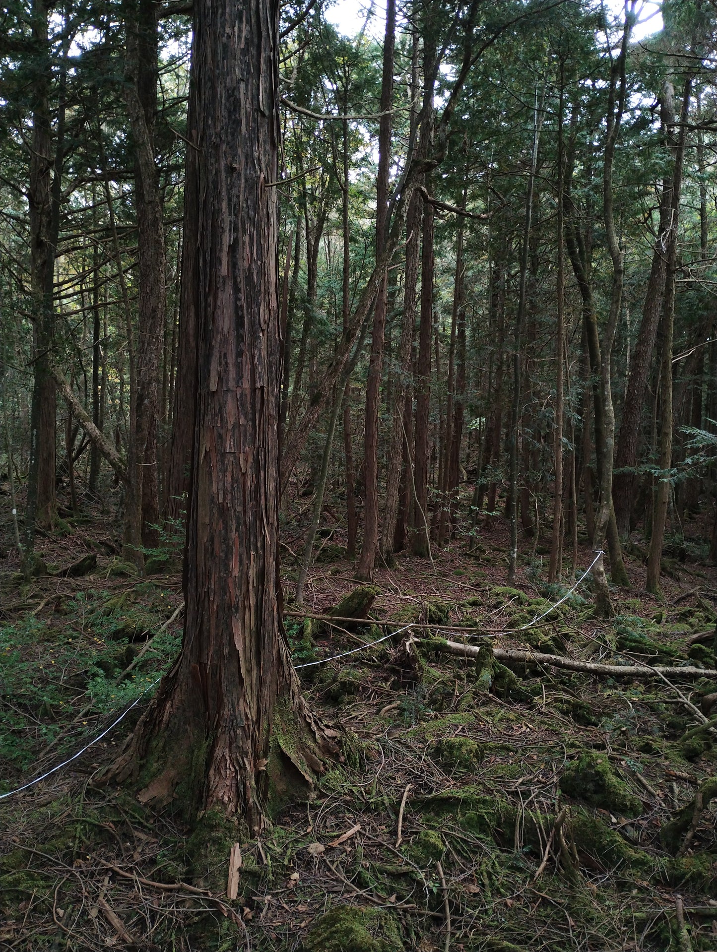 Blue string from the Suicide forest Aokigahara in Japan 120cm