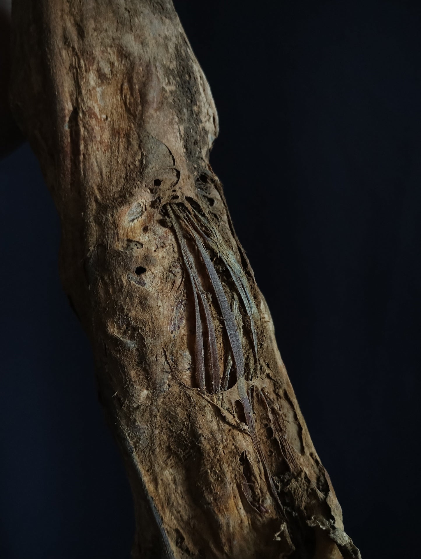 Rare ancient dissected leg mummified from 19th (Spain)