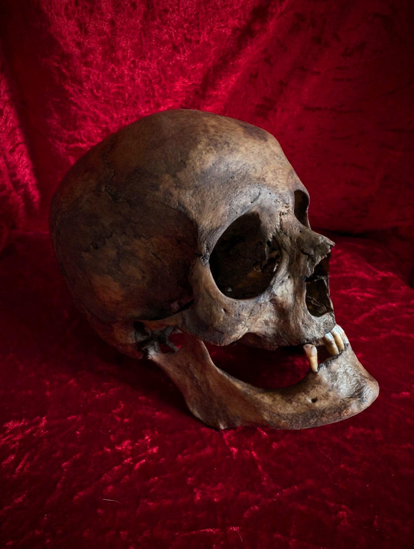 Antique dark male skull from Italy (19th century)