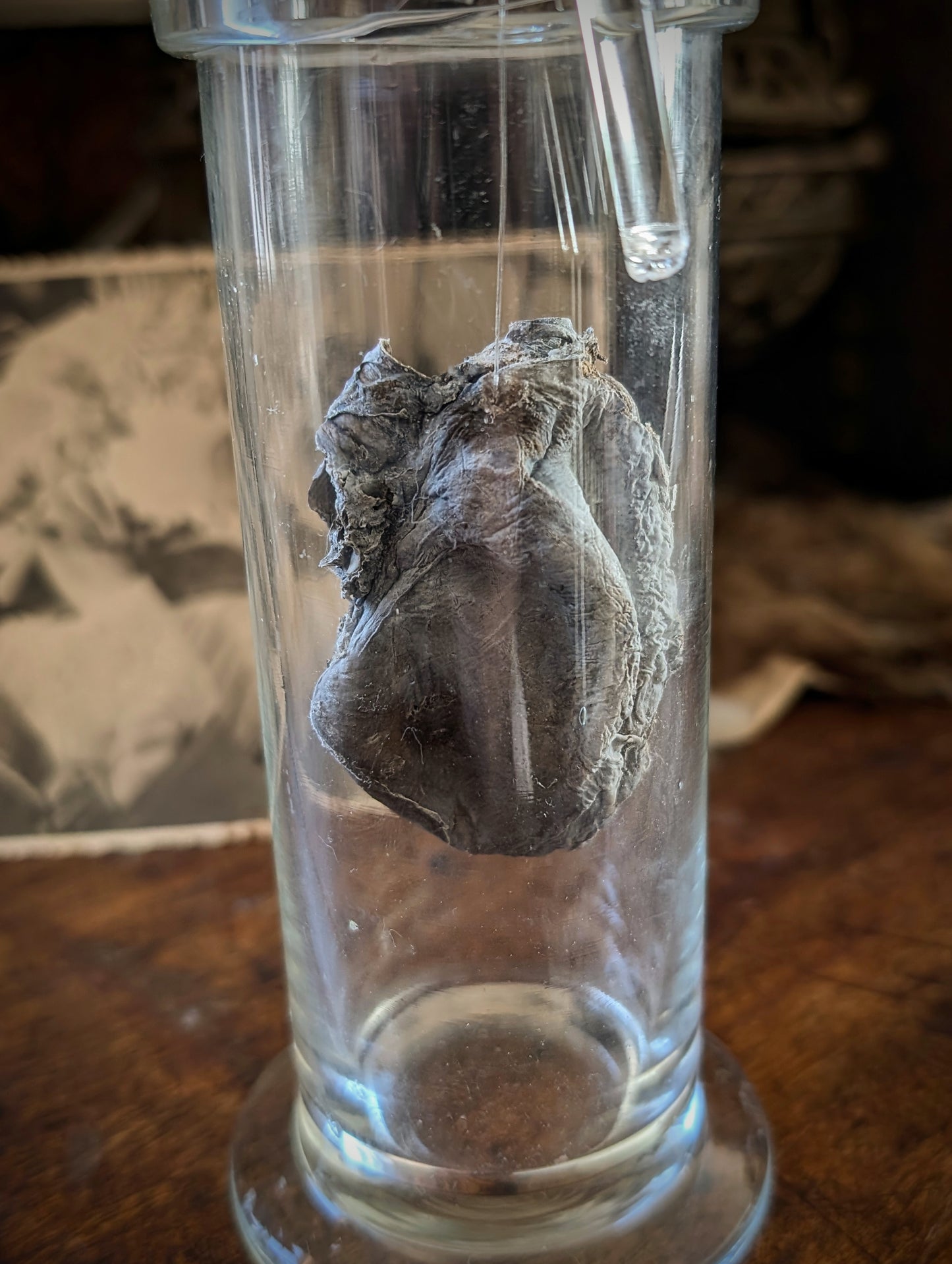 Old mummified and dissected wallaby heart