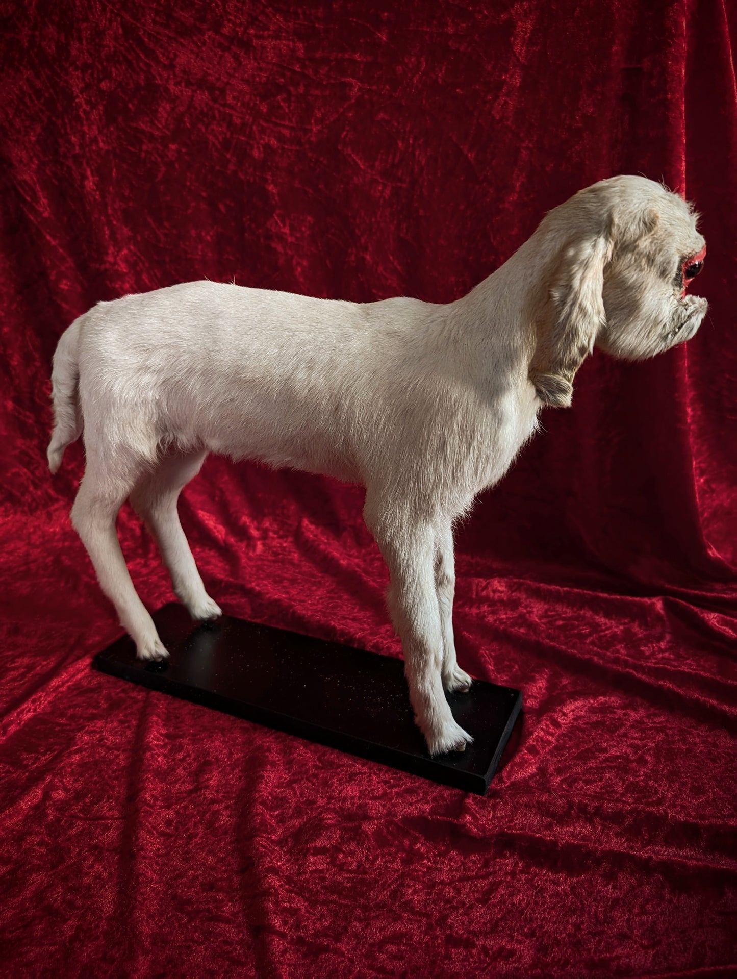Rare Cyclop Goat taxidermy