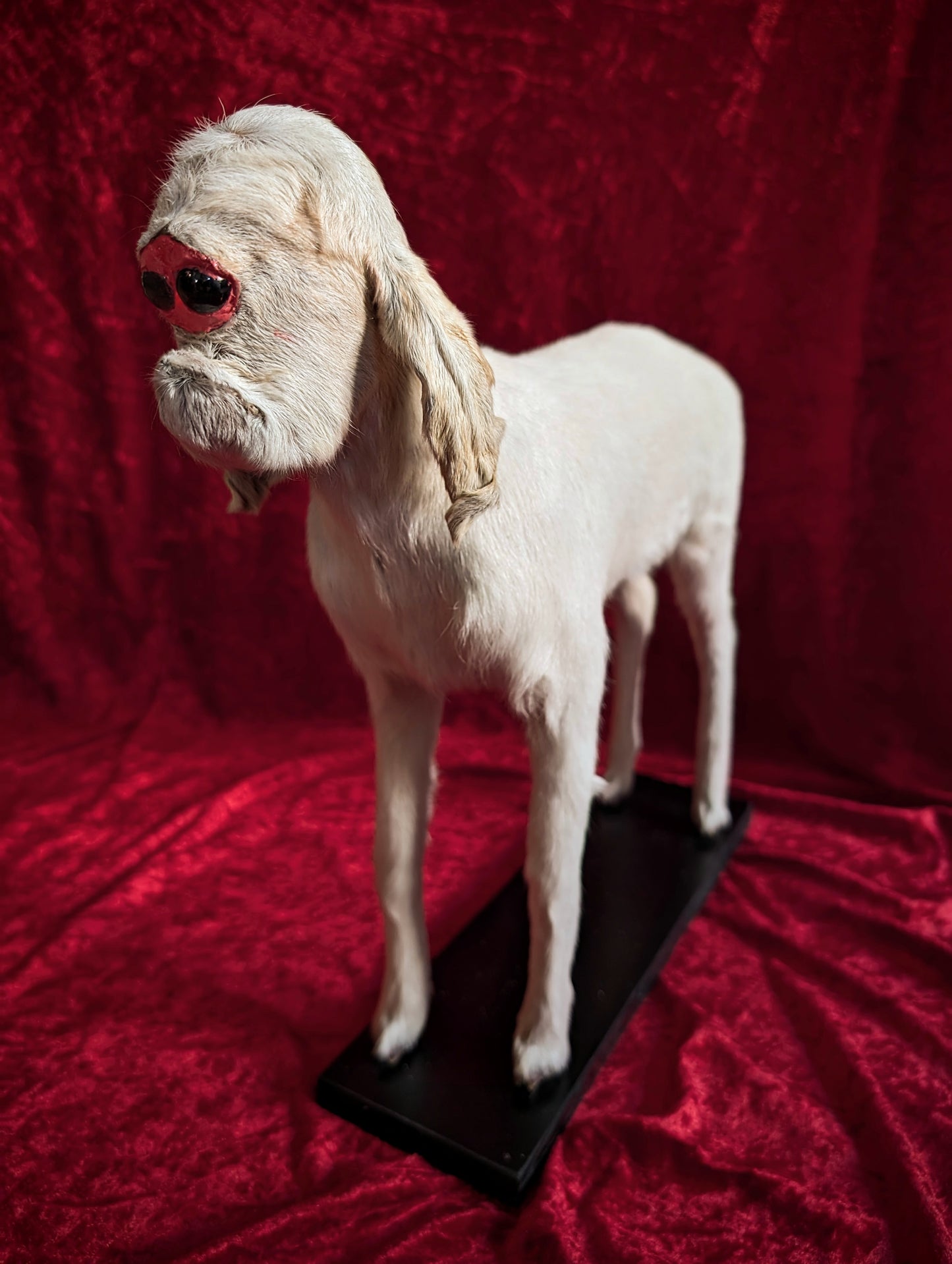 Rare Cyclop Goat taxidermy